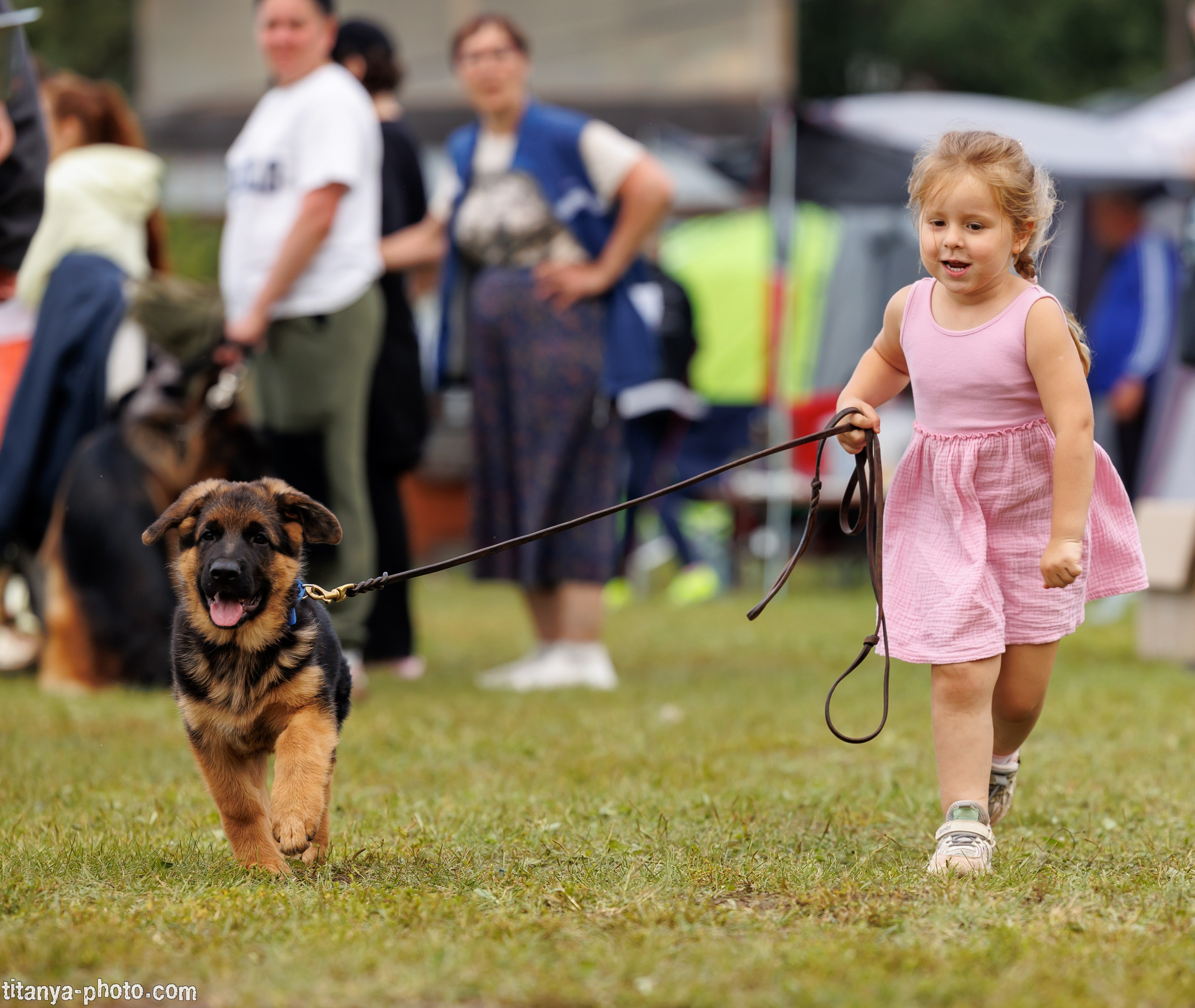 Фотографии с монопородных выставок немецких овчарок. Фотограф собак, фотограф-анималист Аня Титова (Titanya). Москва