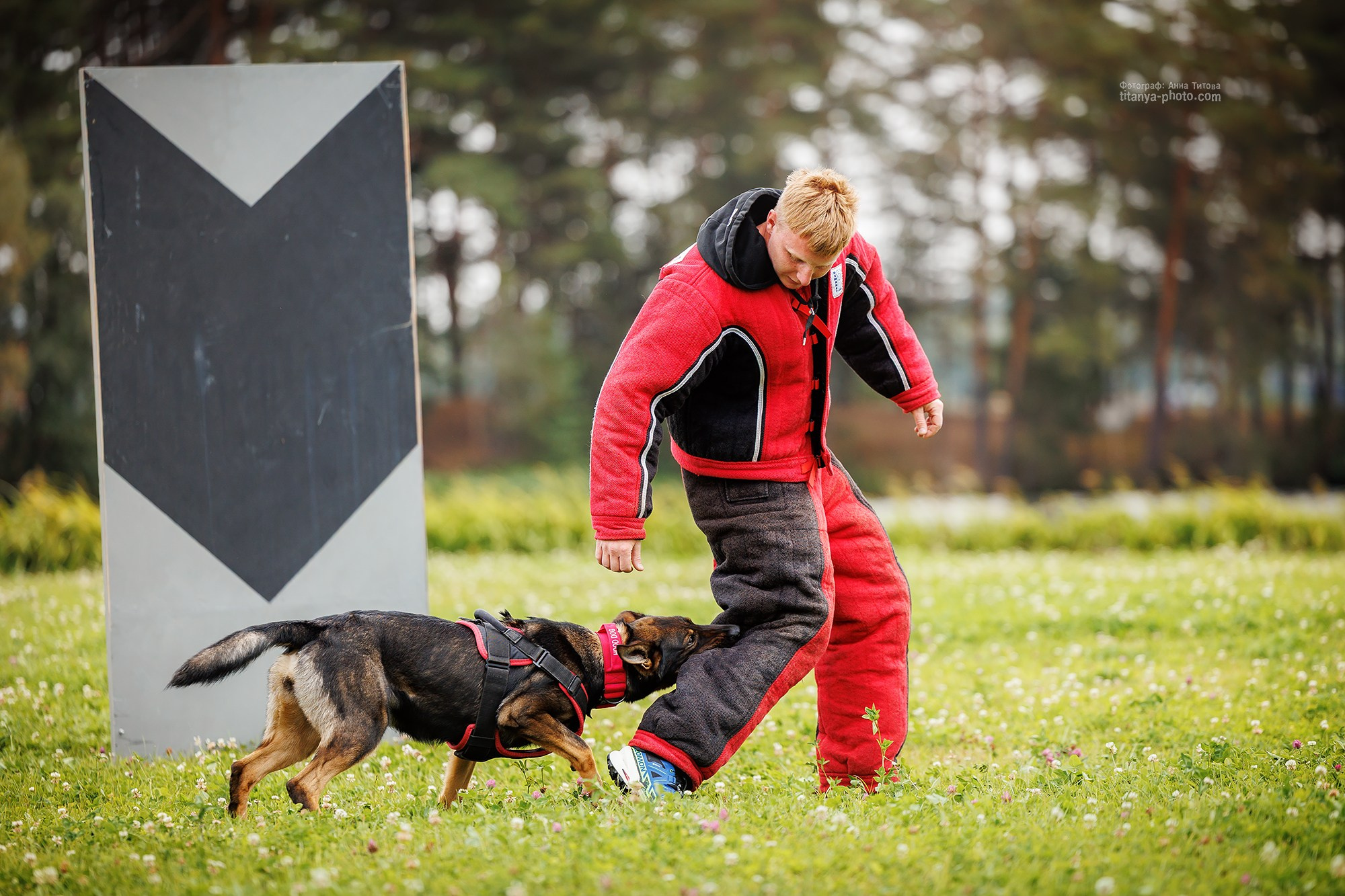 Тренировка по защите в питомнике немецких овчарок «Легенда Волги». Фотограф собак, фотограф-анималист Аня Титова (Titanya). Москва
