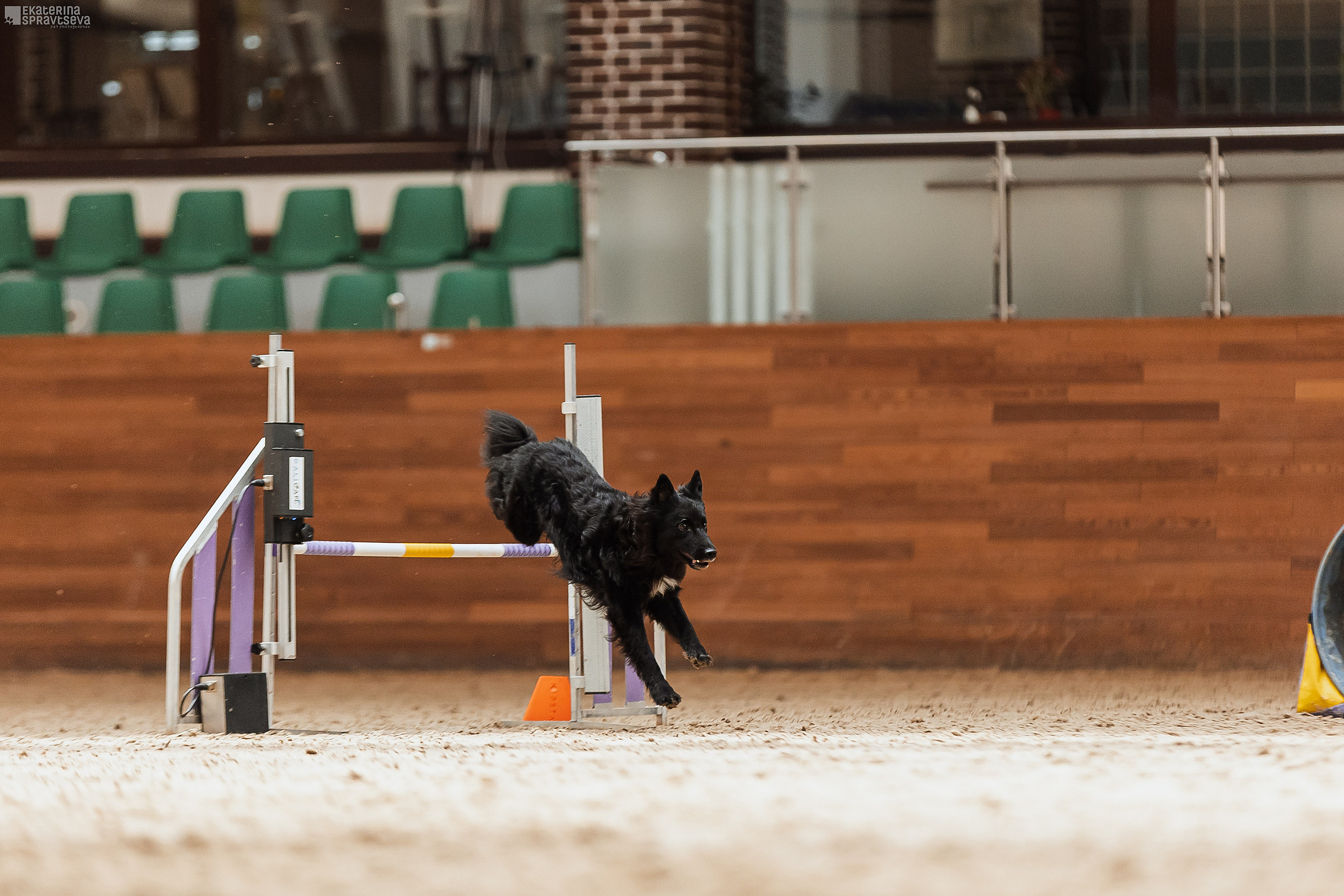 ЧРКФ Аджилити в Максима. Фотограф Анималист Екатерина Справцева в Нижнем Новгороде