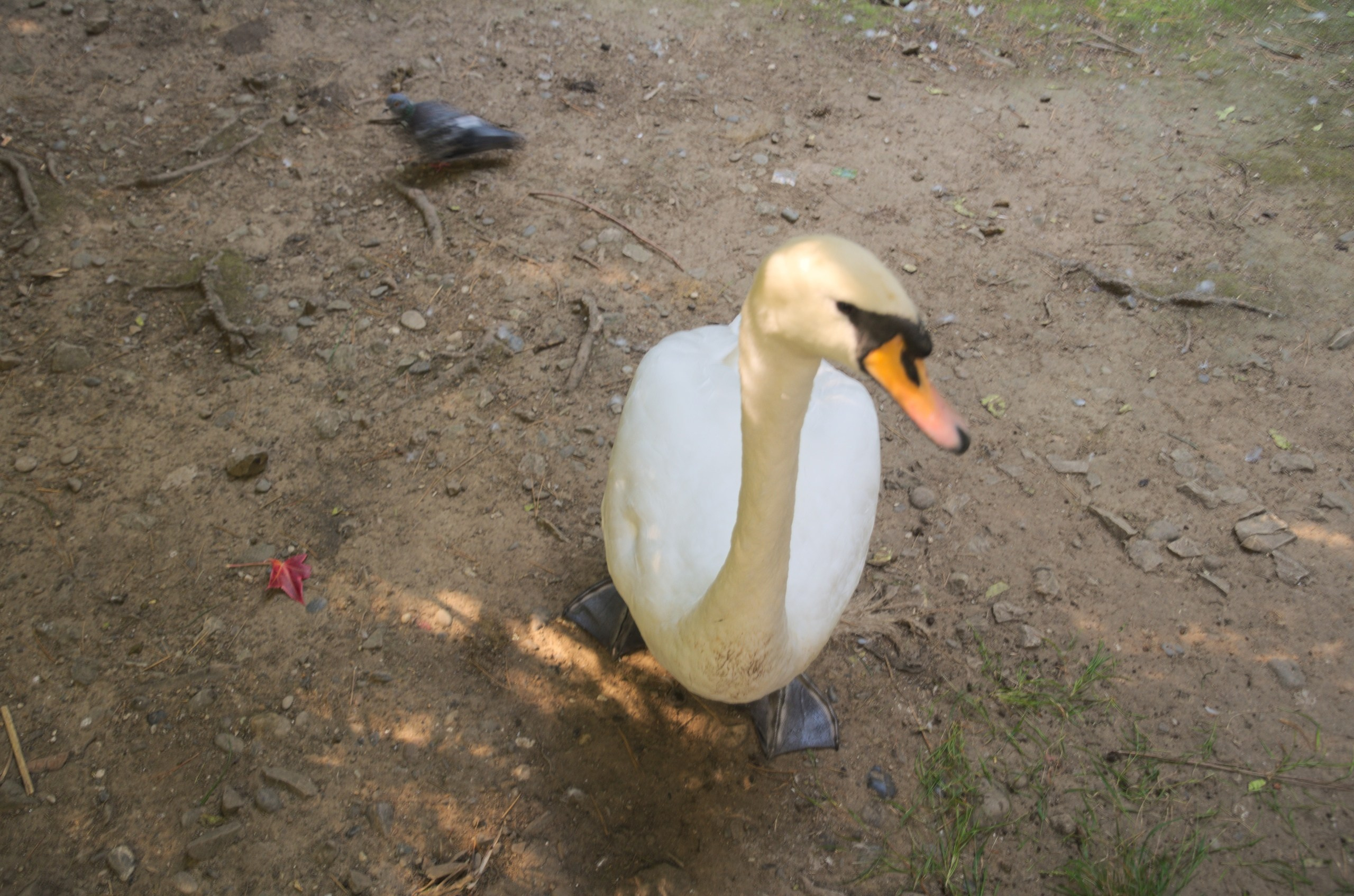 Сочи | 05-06.10.2019. Галерея Фантим