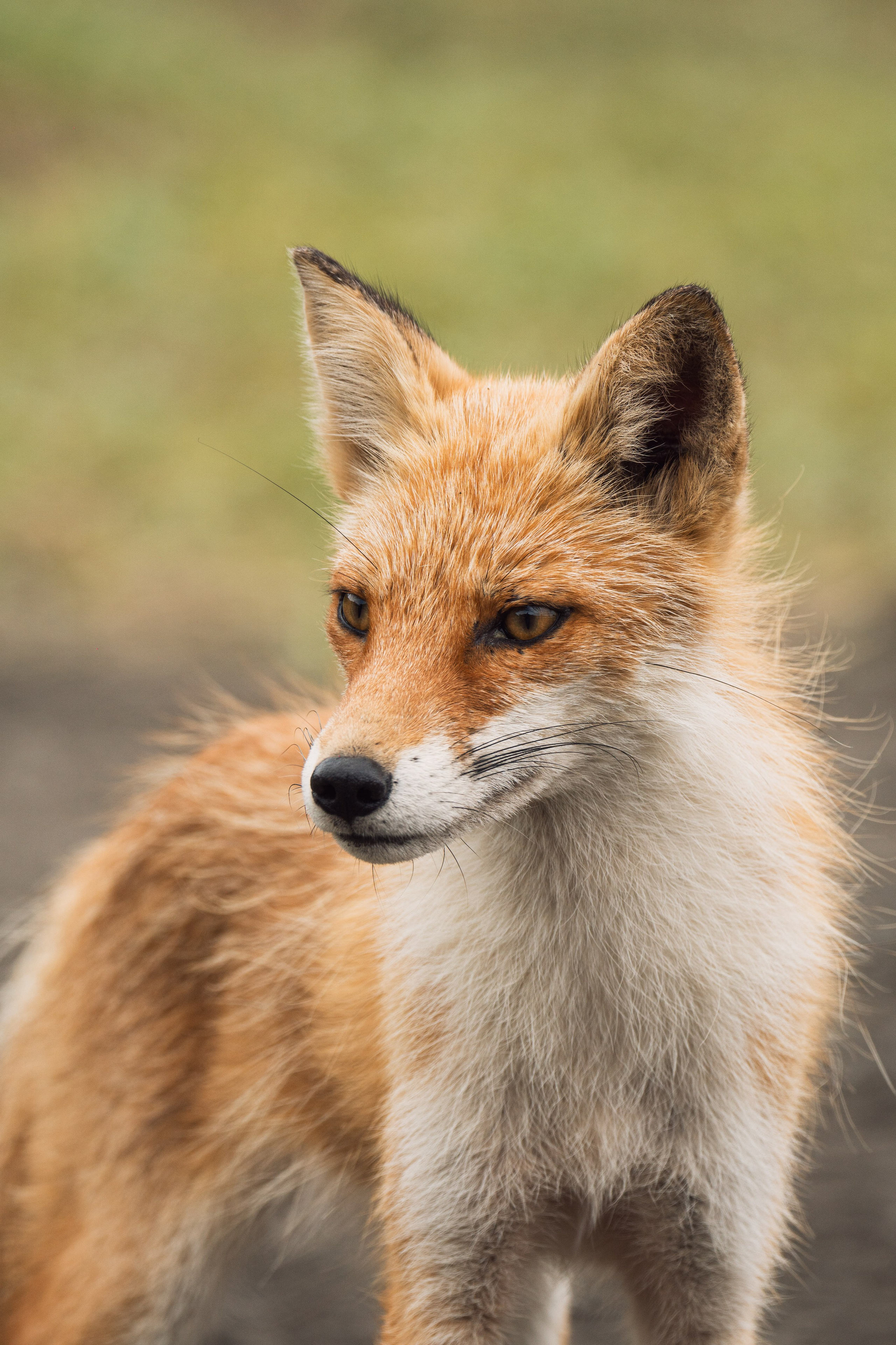 Курильские острова. Gusarov Travel Photography