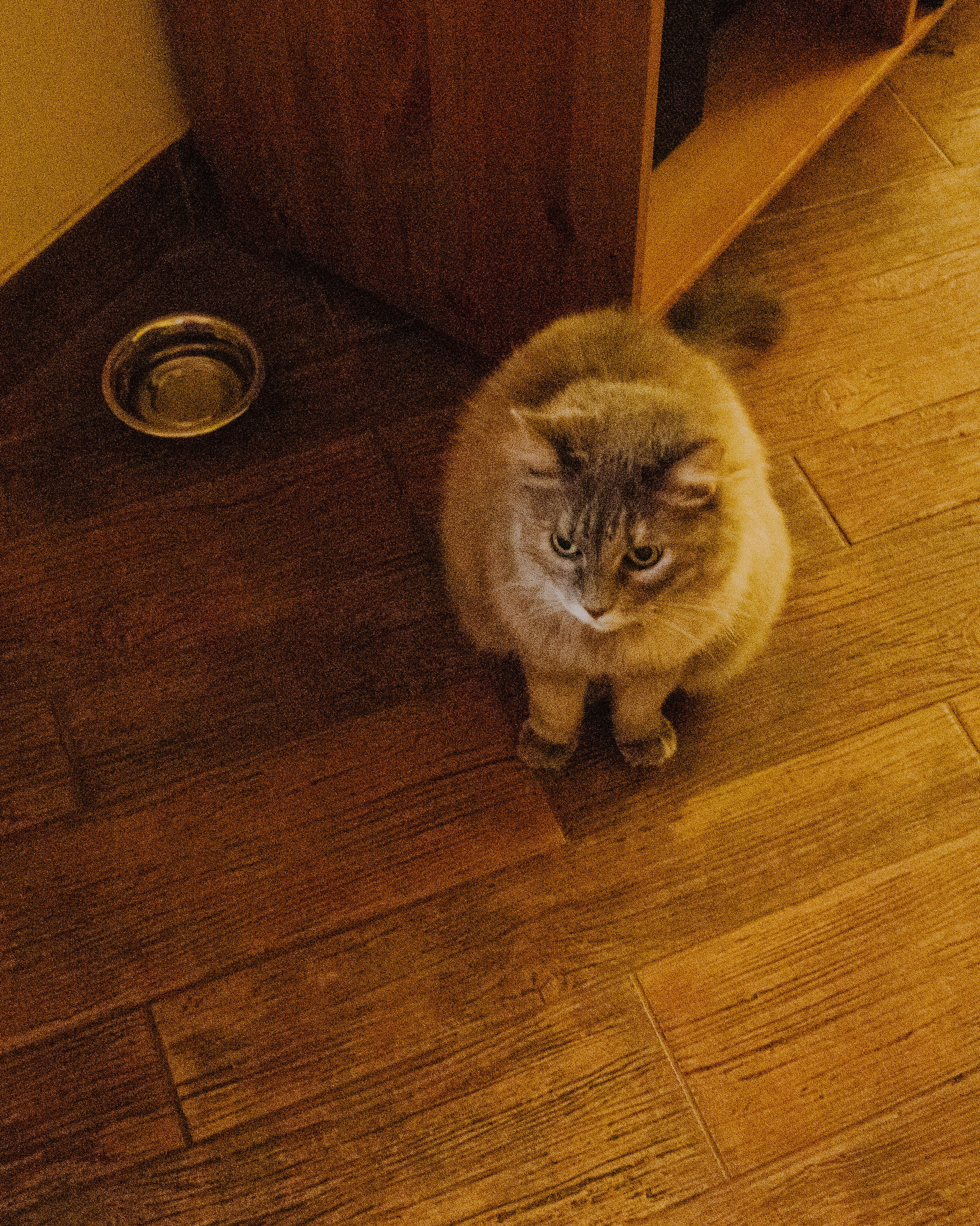 Гилдин. Портретный фотограф Ванинен Анастасия. Санкт-Петербург