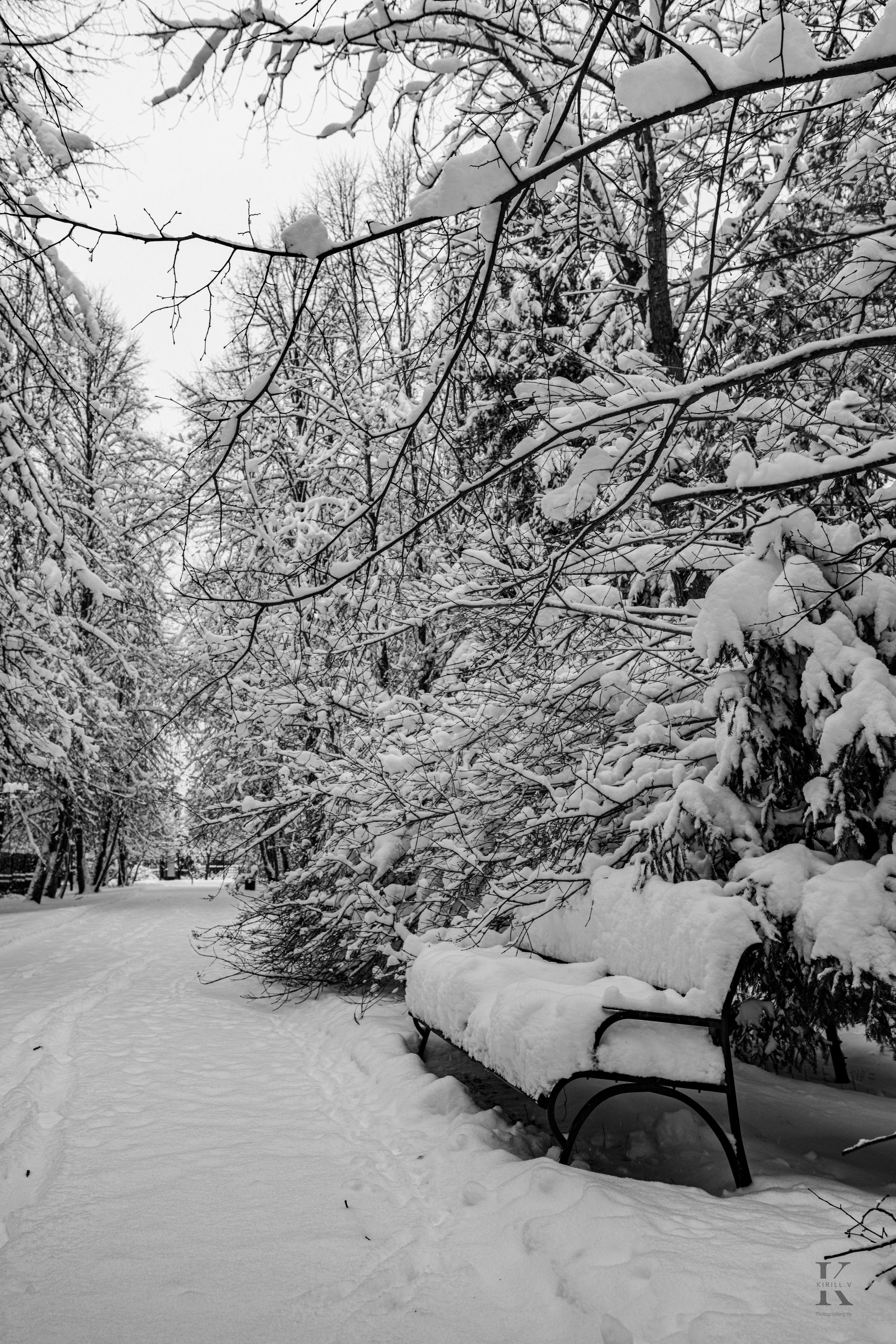 Природа 31 Декабря 2025 года. Клены. Фотографирую жизнь! Московский фотограф волонтер