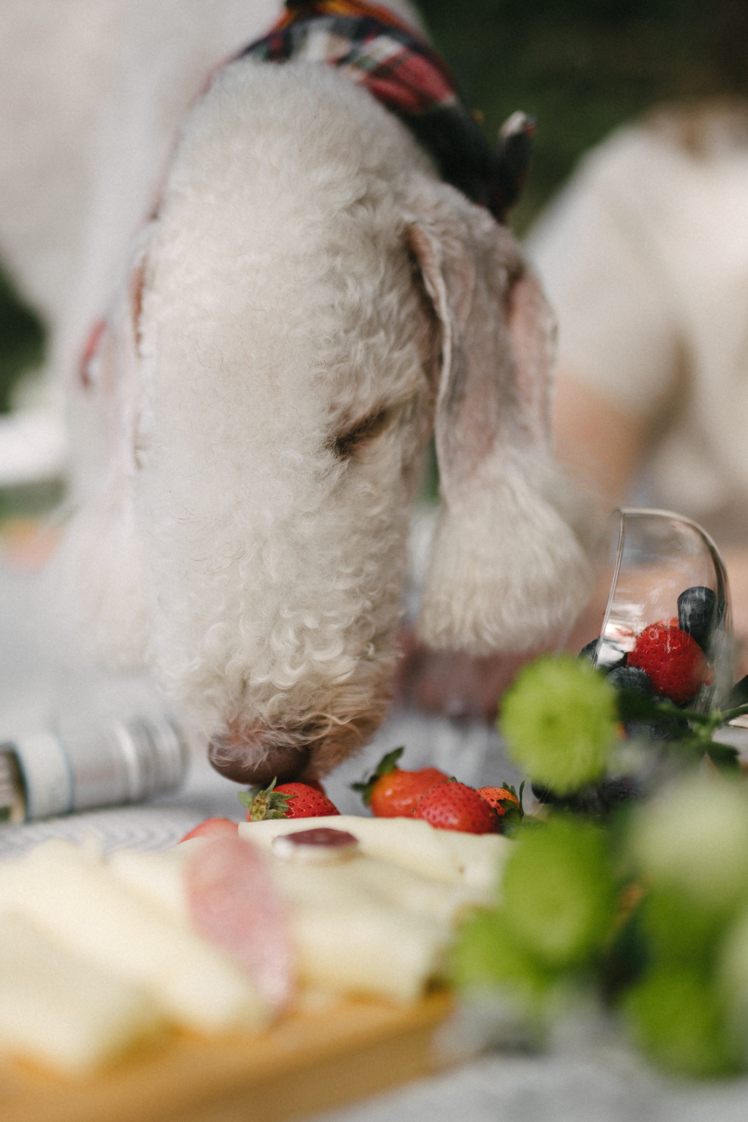 Лиза и Каспер. Фотограф анималист в Москве Ольга Агушева