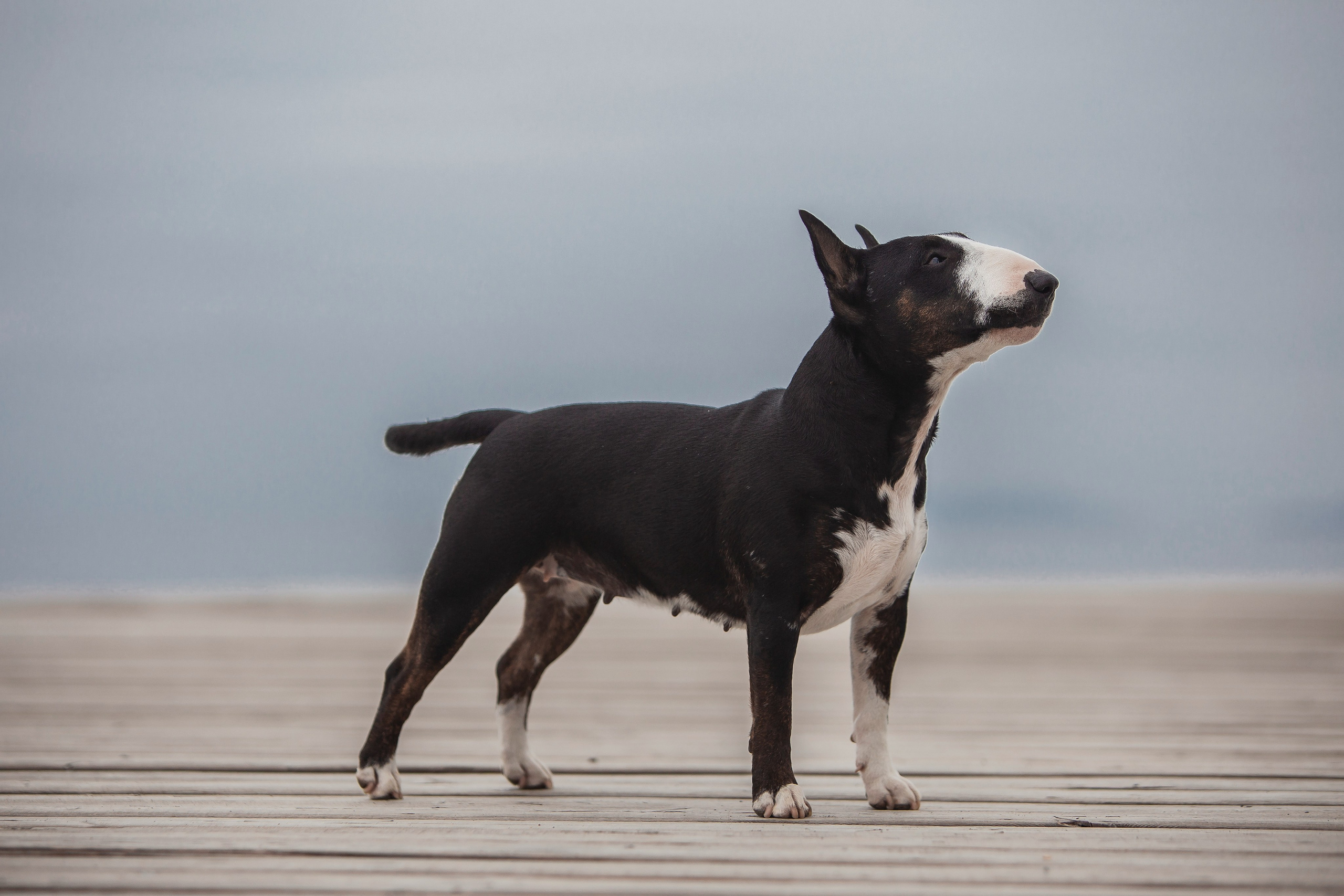 Экстерьерная Съёмка. Семейный фотограф анималист г. Находка