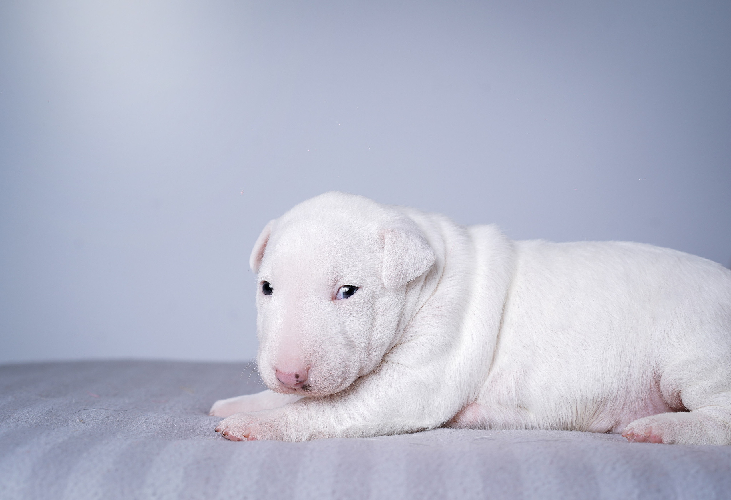 Щенки минибуля. Фотограф-анималист в Санкт-Петербурге Яна Мартынова