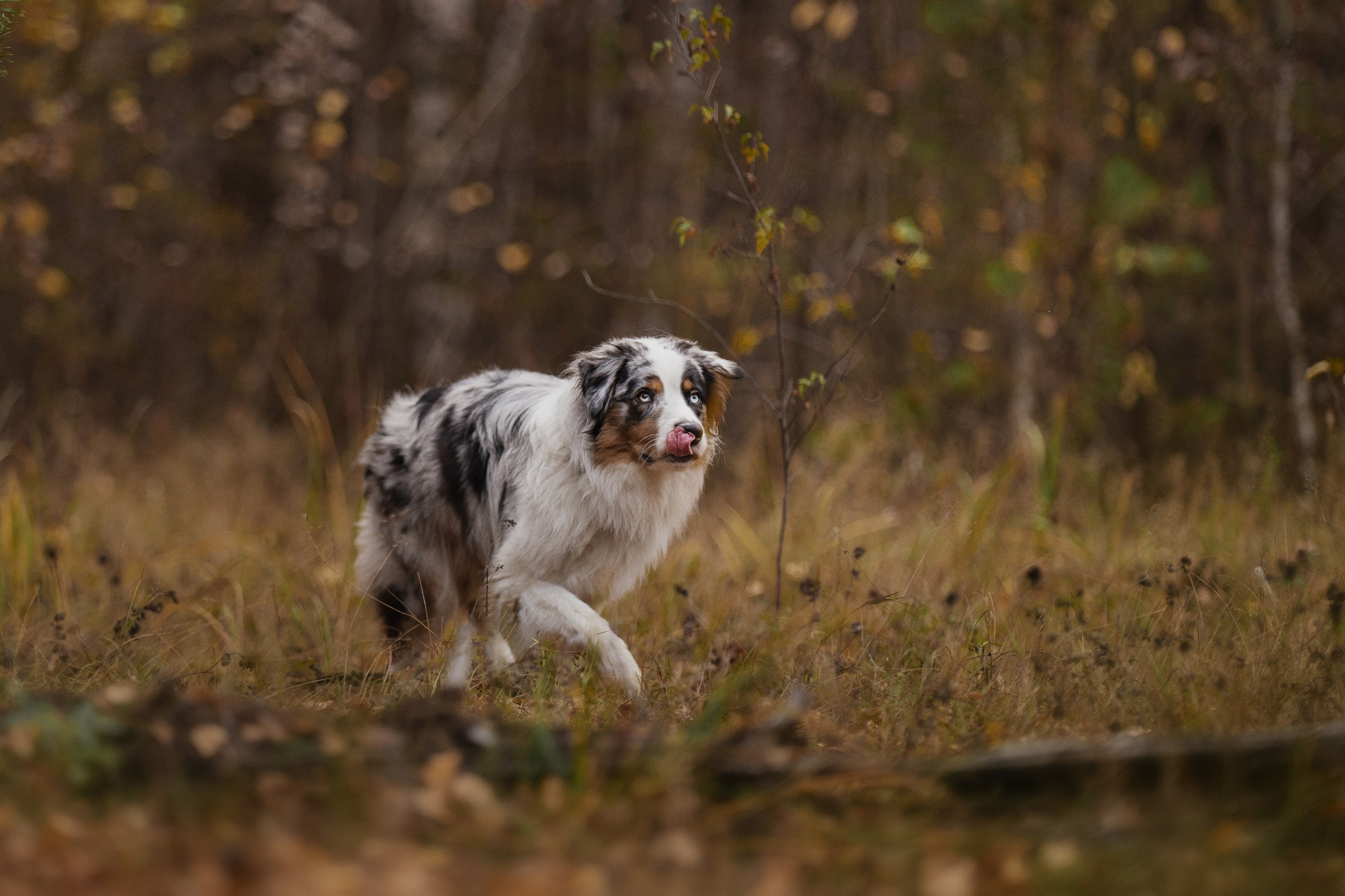 Татьяна + Бейли (история дружбы). Kameramotor74
