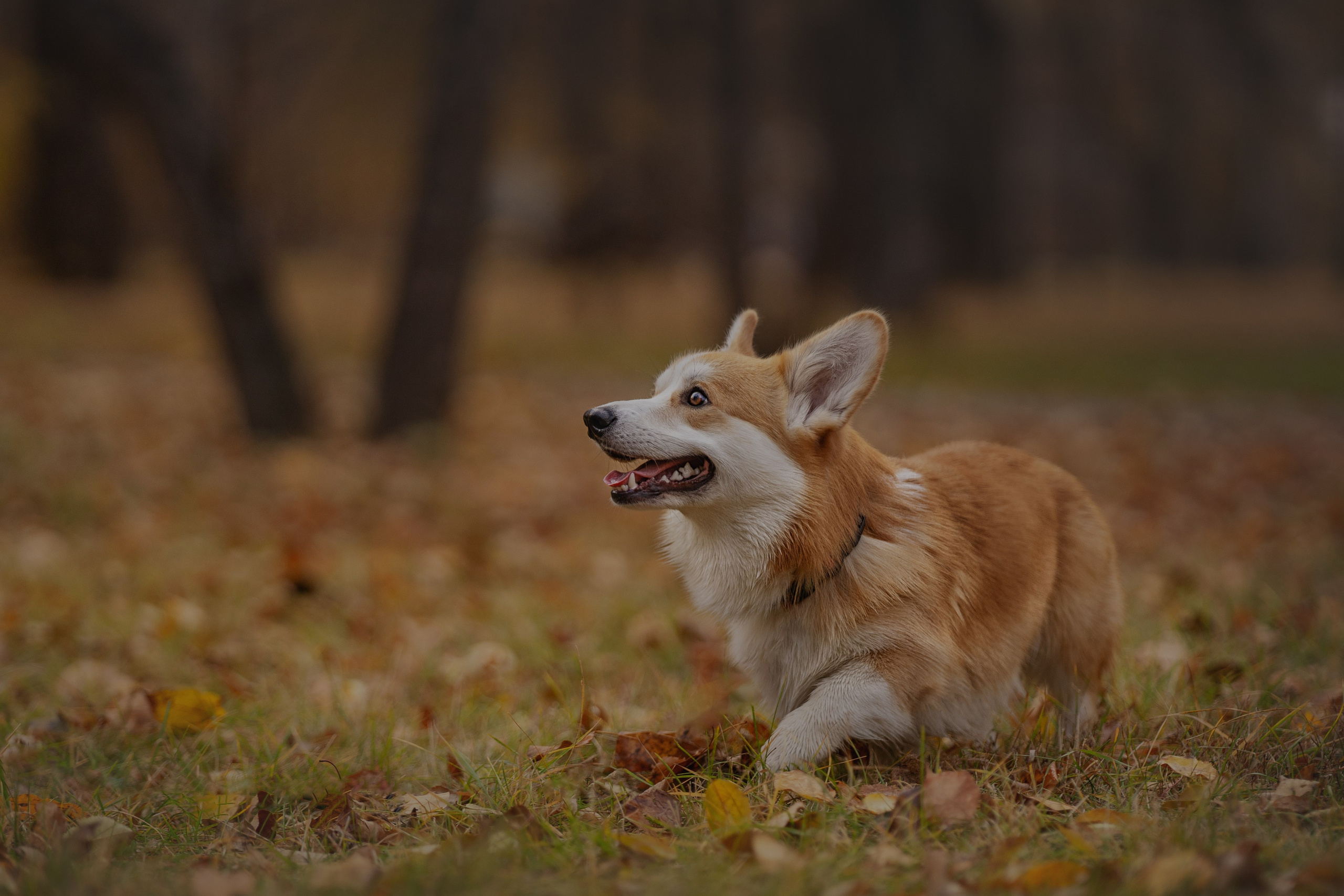 Ольга с семьей и их коргибанда. Kameramotor74