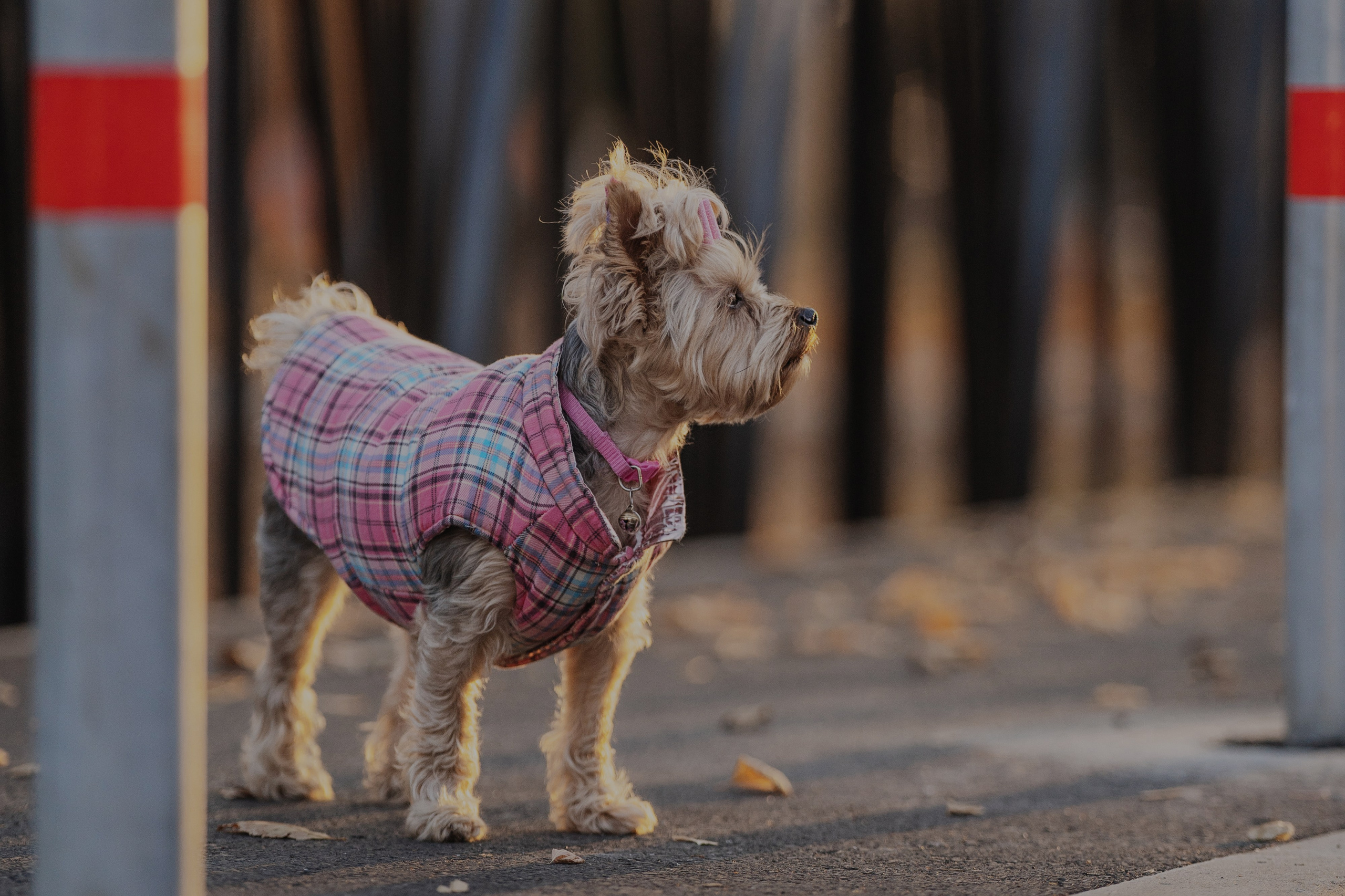 Мария + Роксана (история дружбы). Kameramotor74