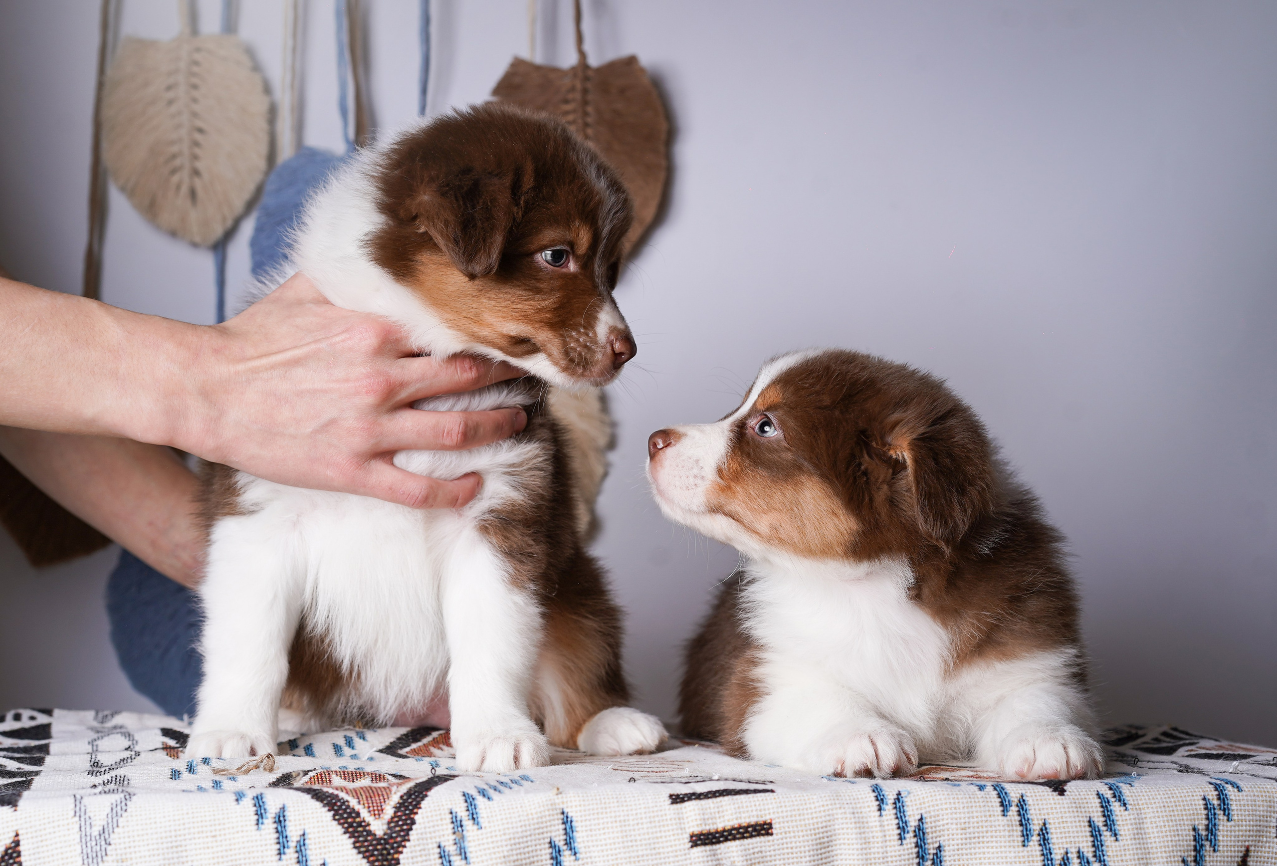 Щенки аусси. Фотограф-анималист в Санкт-Петербурге Яна Мартынова