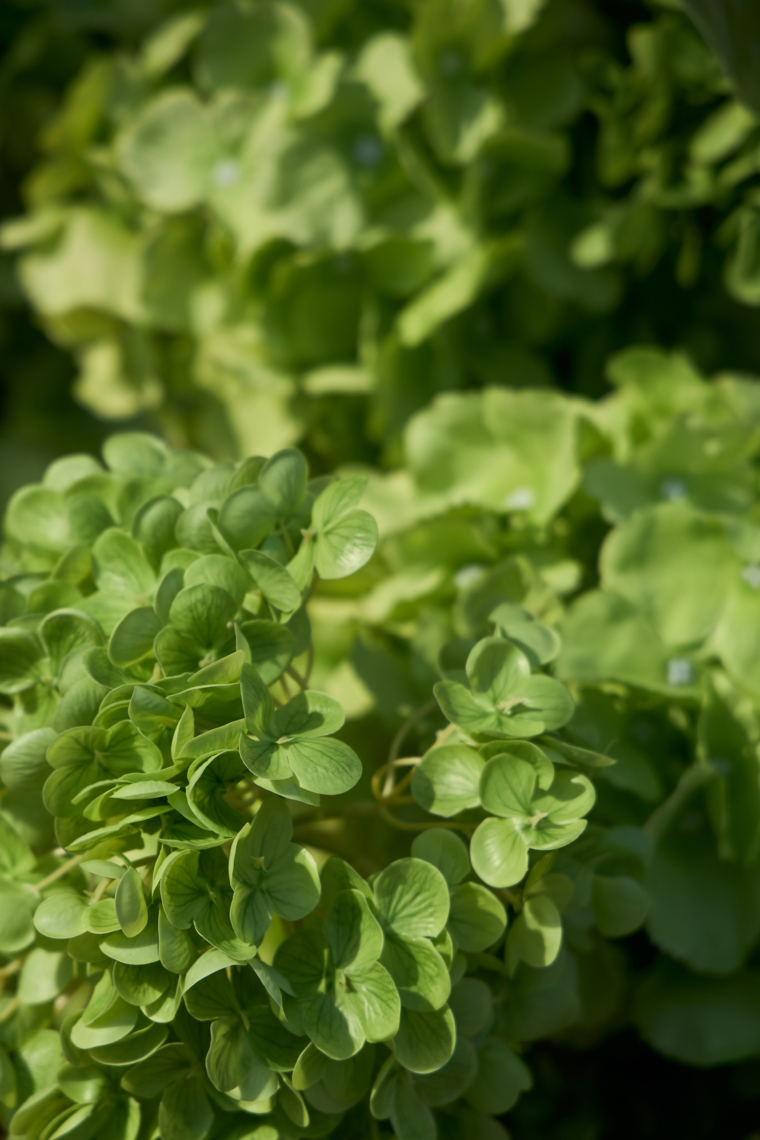 Wedding day | Вячеслав и Карелия