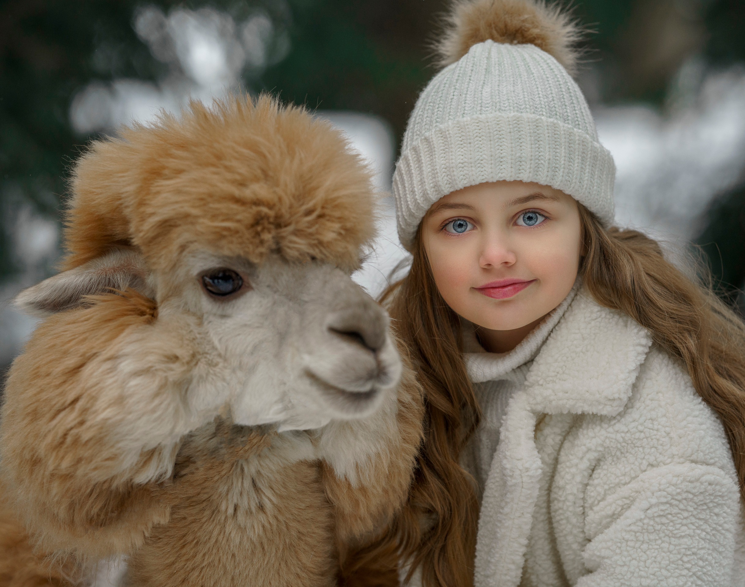 Овца и Ламы. Фотограф Сергей Танков