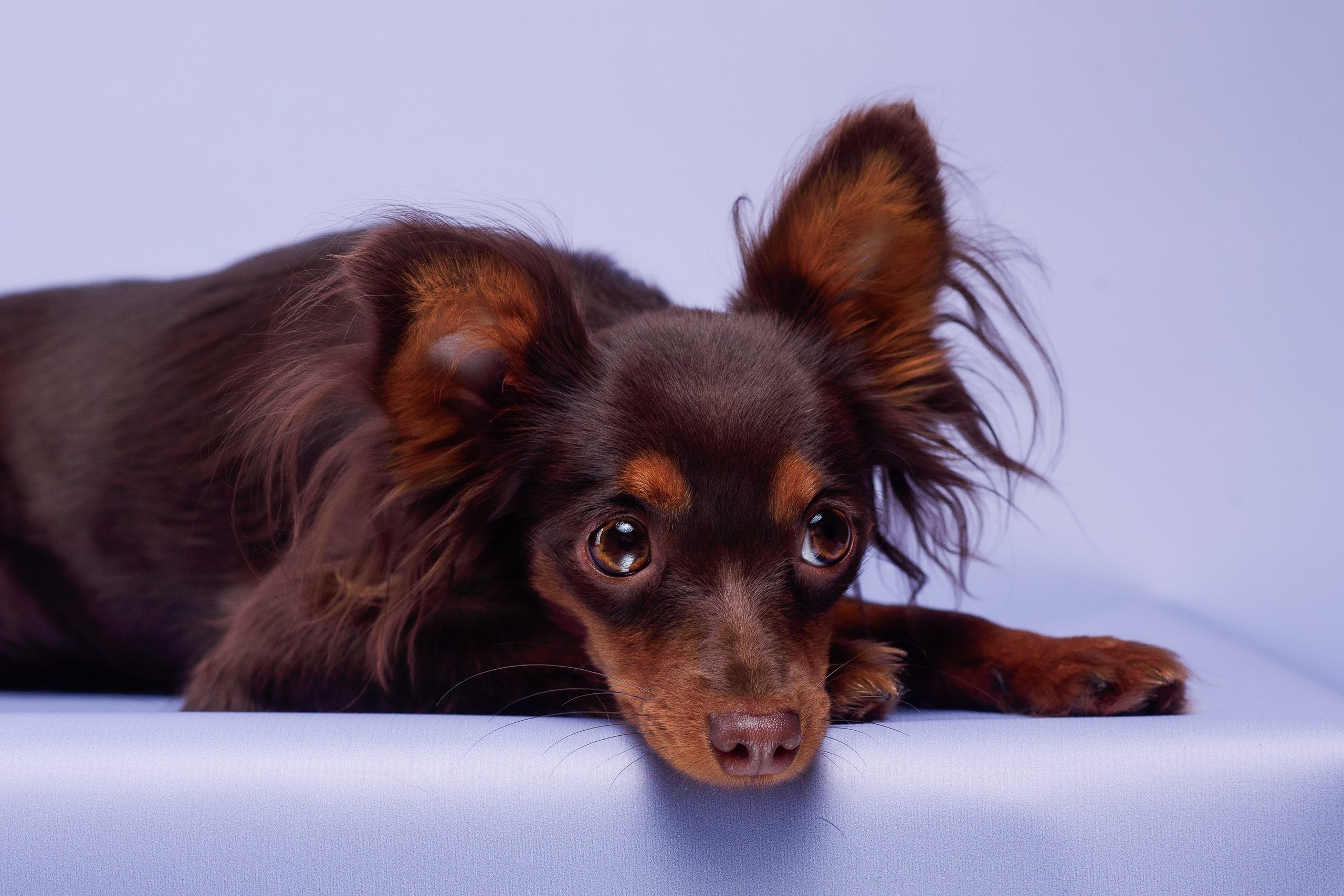 Пражские крысарики — 02.04.2025. Фотограф — Анималист | Анна Абрамова