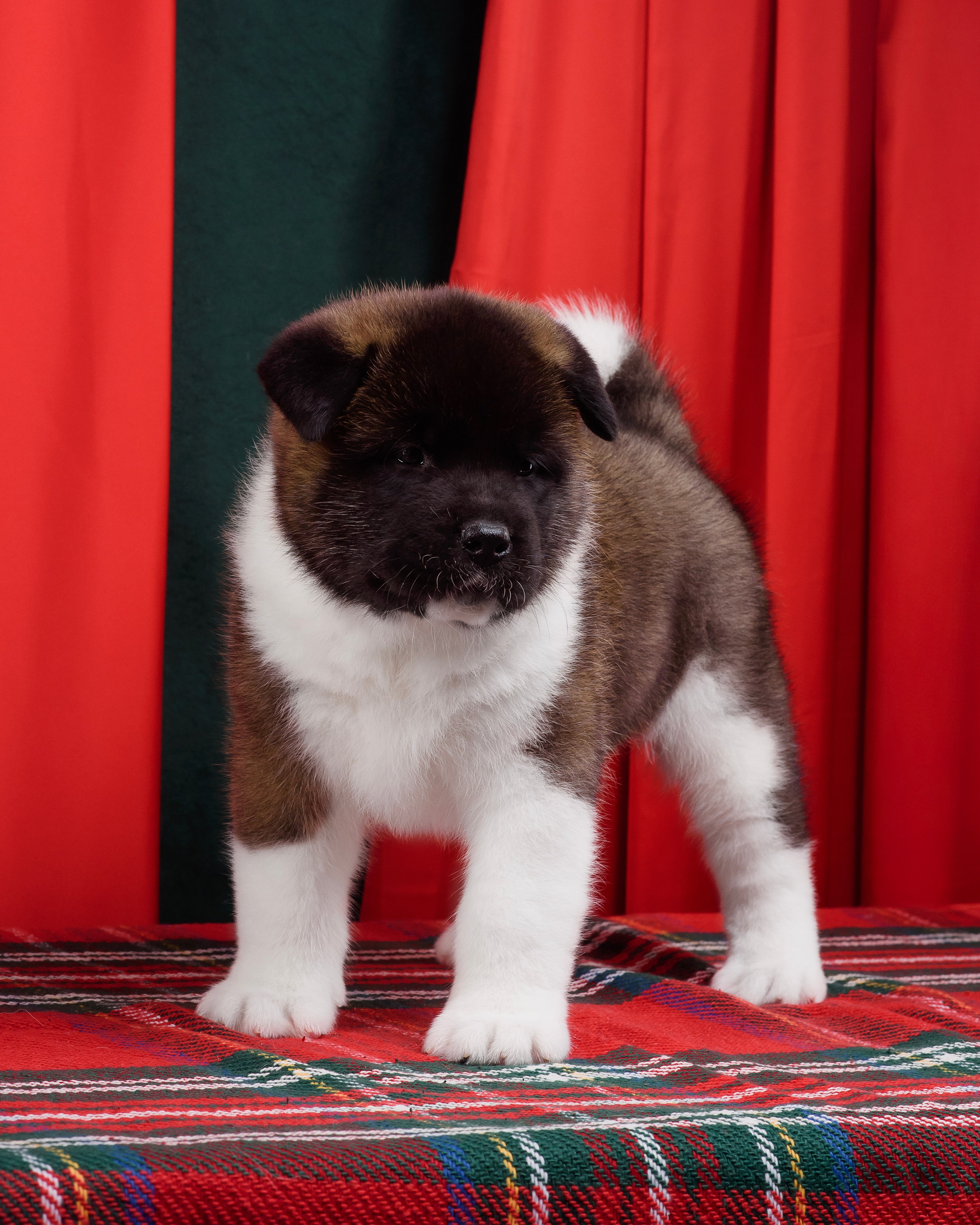 Щенки Американской Акиты. Фотограф — Анималист | Анна Абрамова