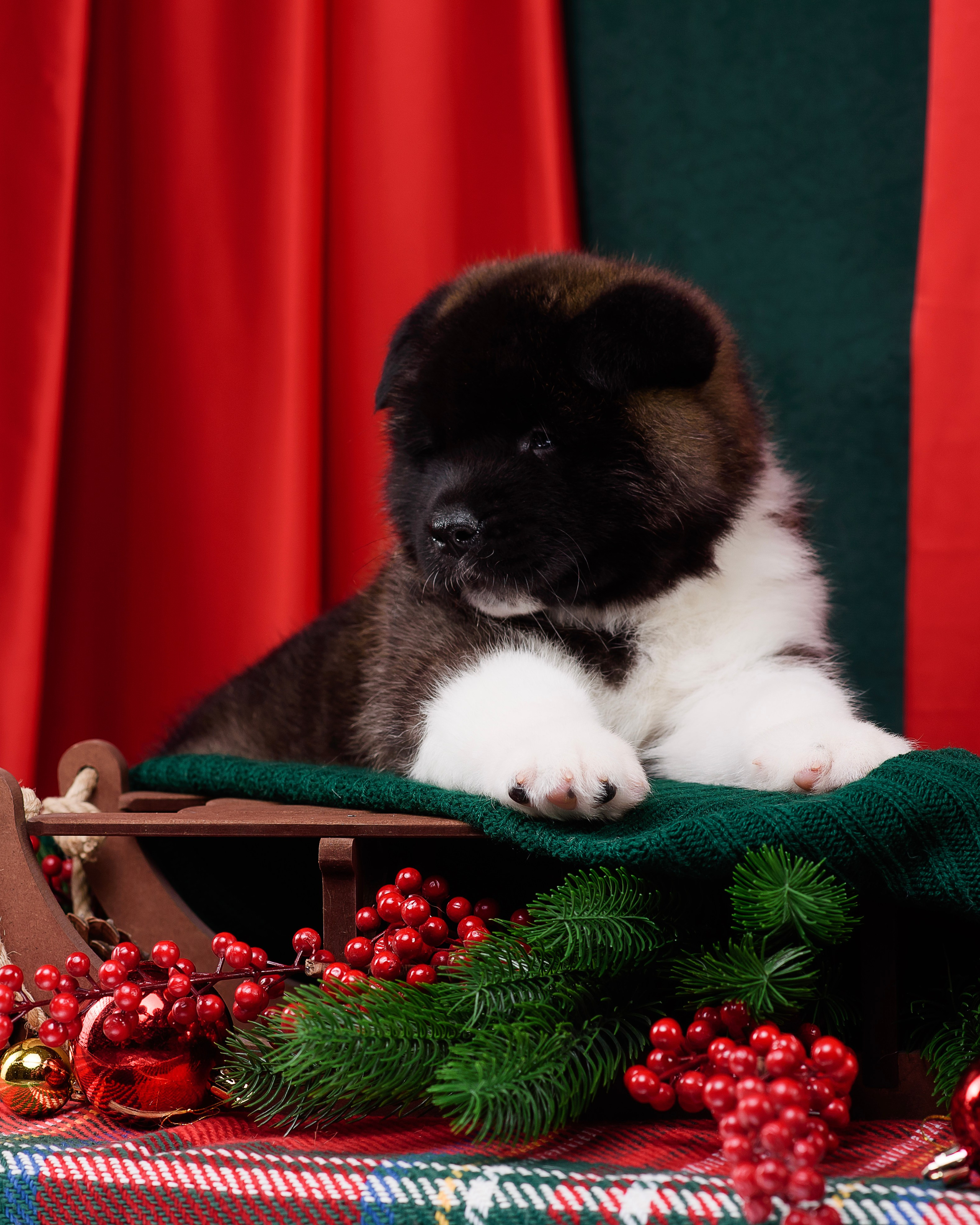 Щенки Американской Акиты. Фотограф — Анималист | Анна Абрамова