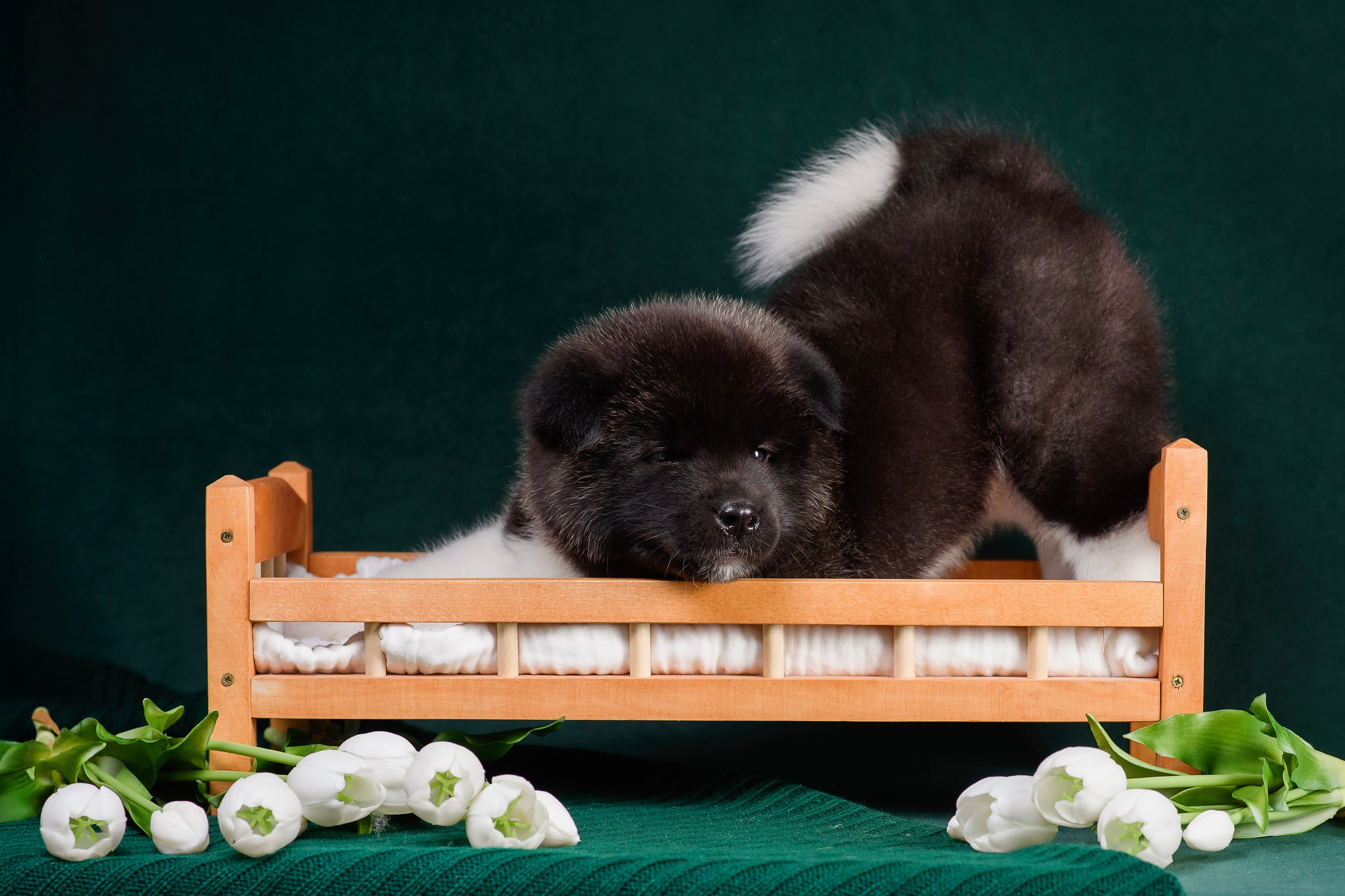 Щенки Американской Акиты. Фотограф — Анималист | Анна Абрамова