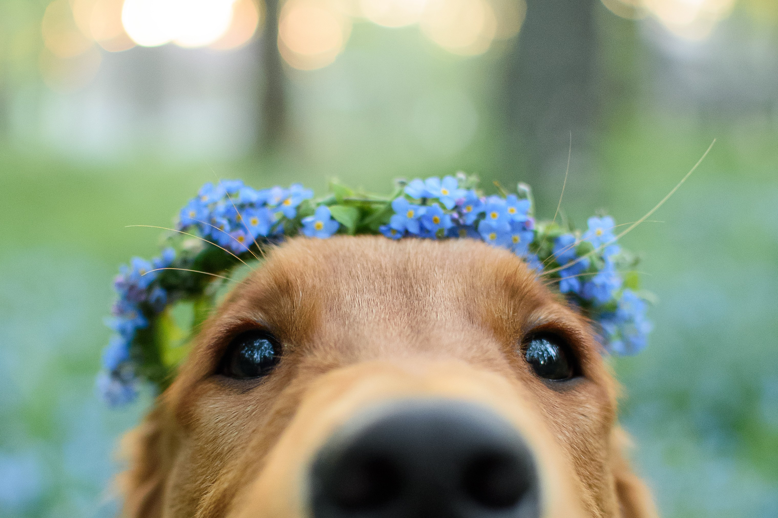 Степа, Йоки и Мята — 29.05.2024. Фотограф — Анималист | Анна Абрамова