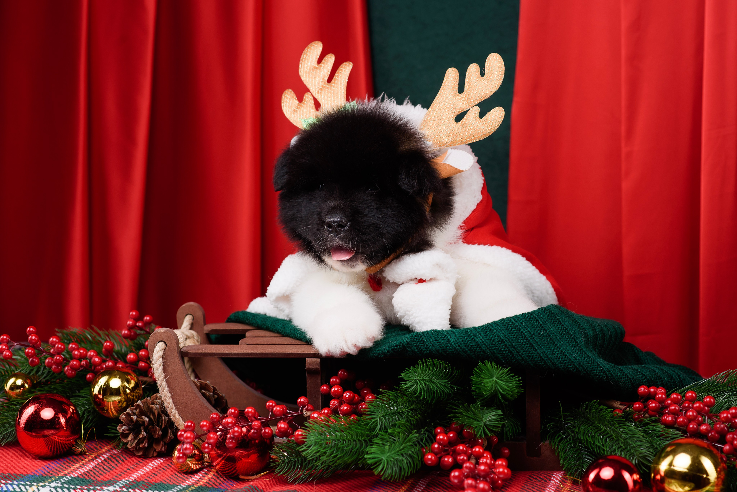 Щенки Американской Акиты. Фотограф — Анималист | Анна Абрамова