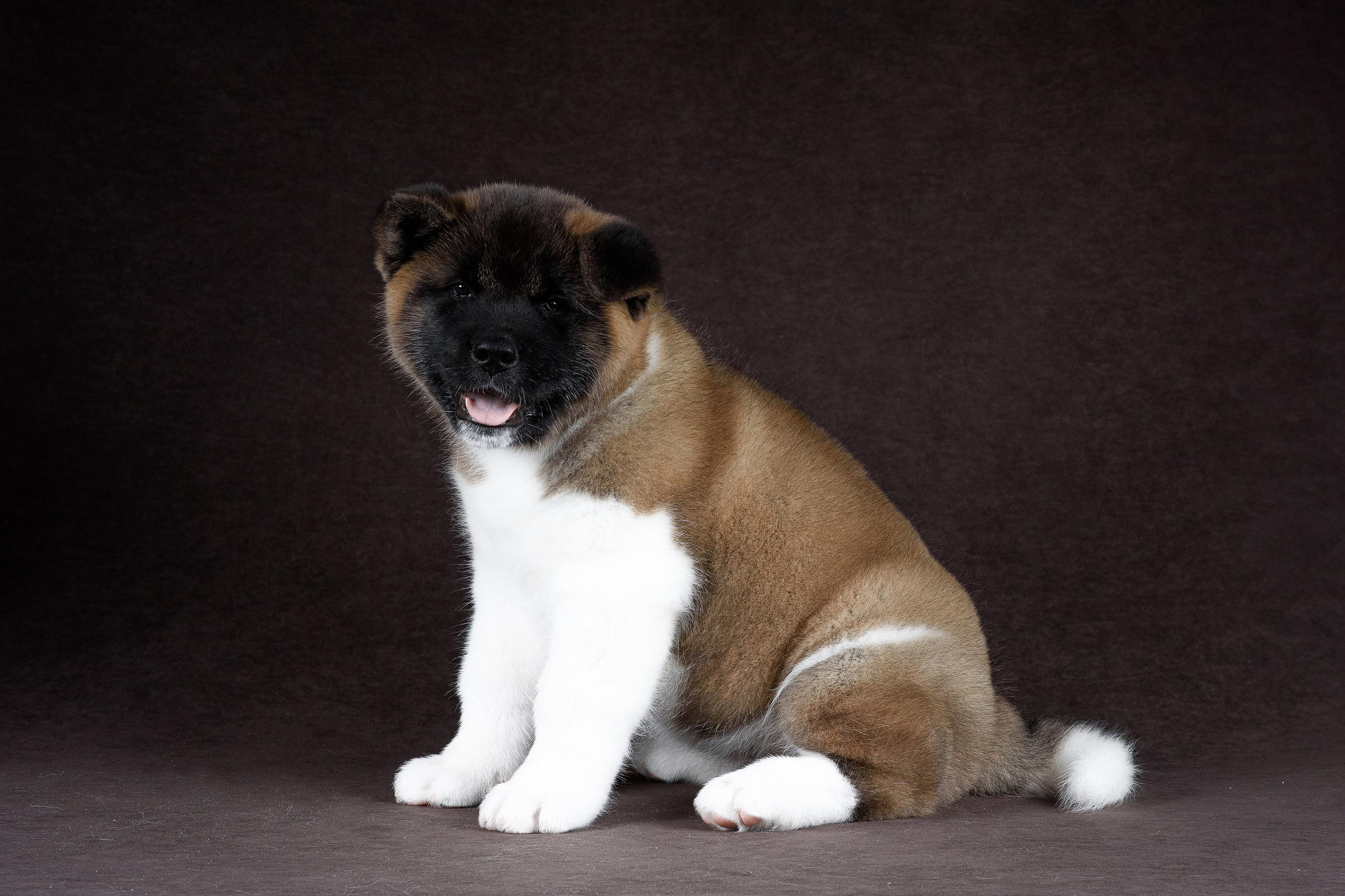 Щенки Американской Акиты (GRAND AMAK) Цезарь и Ника — 15.03.2024. Фотограф — Анималист | Анна Абрамова