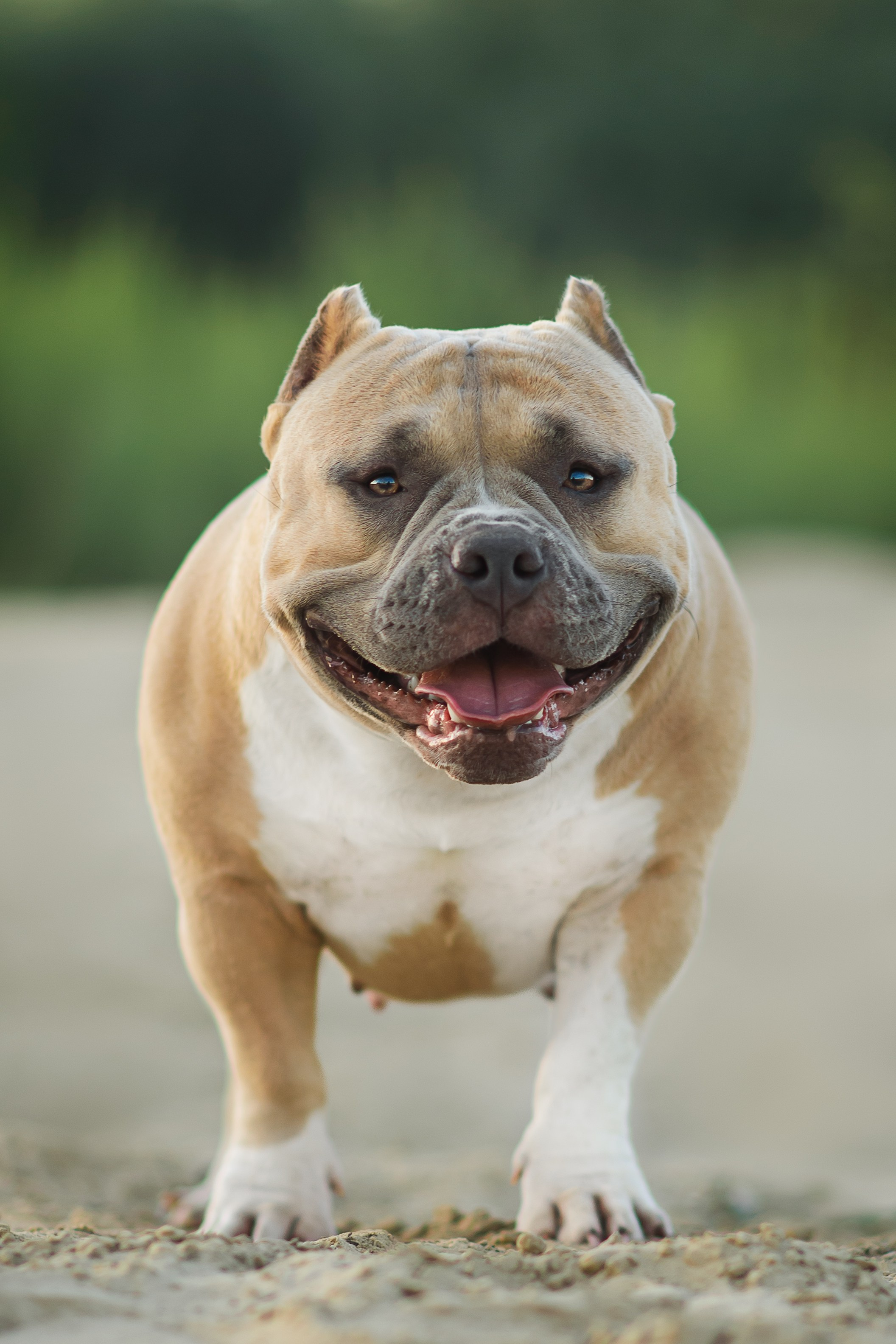 Тея — Амбулли — 23.07.2024. Фотограф — Анималист | Анна Абрамова