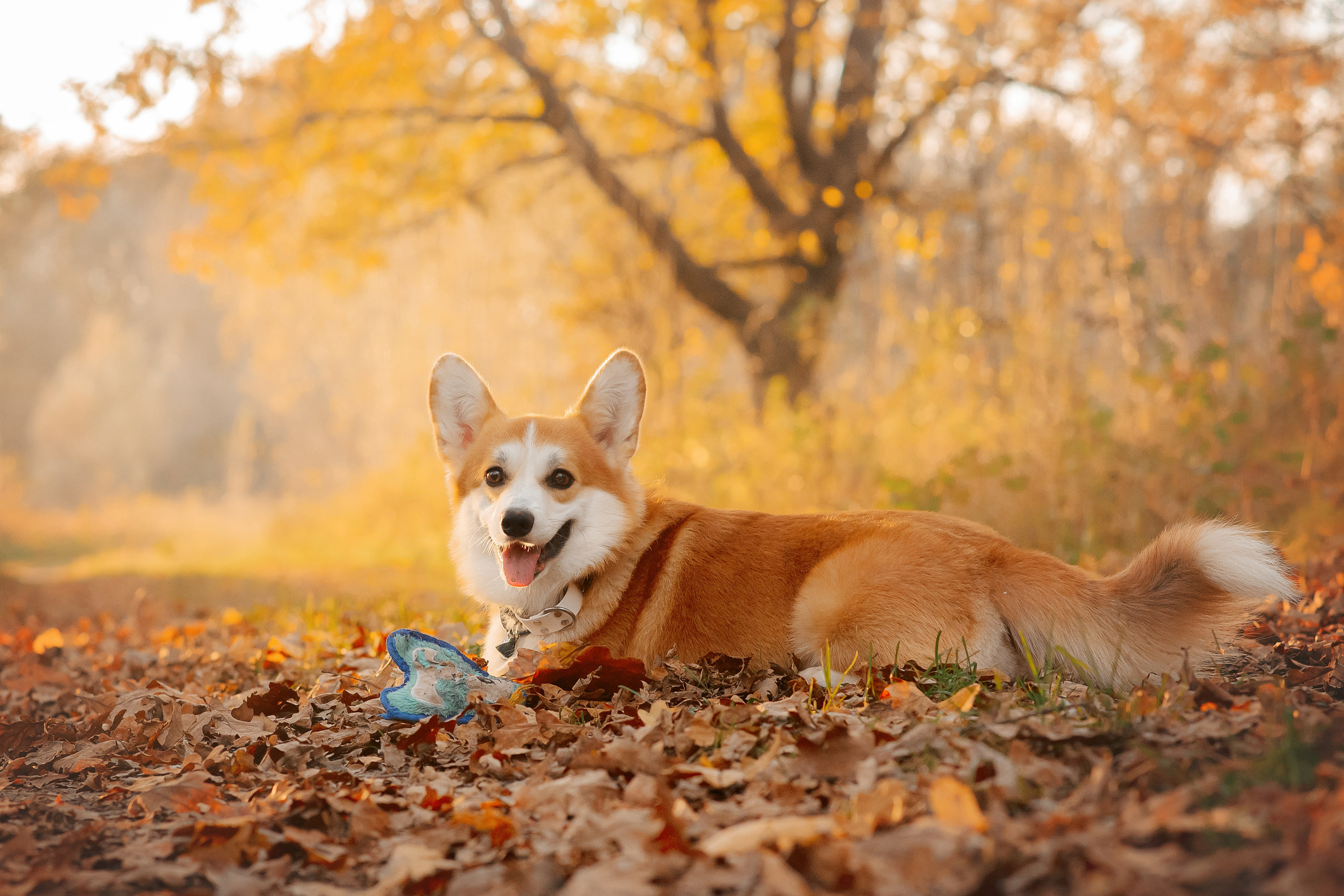 Максим, Надя, Рой и Шелби — 13.10.2024. Фотограф — Анималист | Анна Абрамова