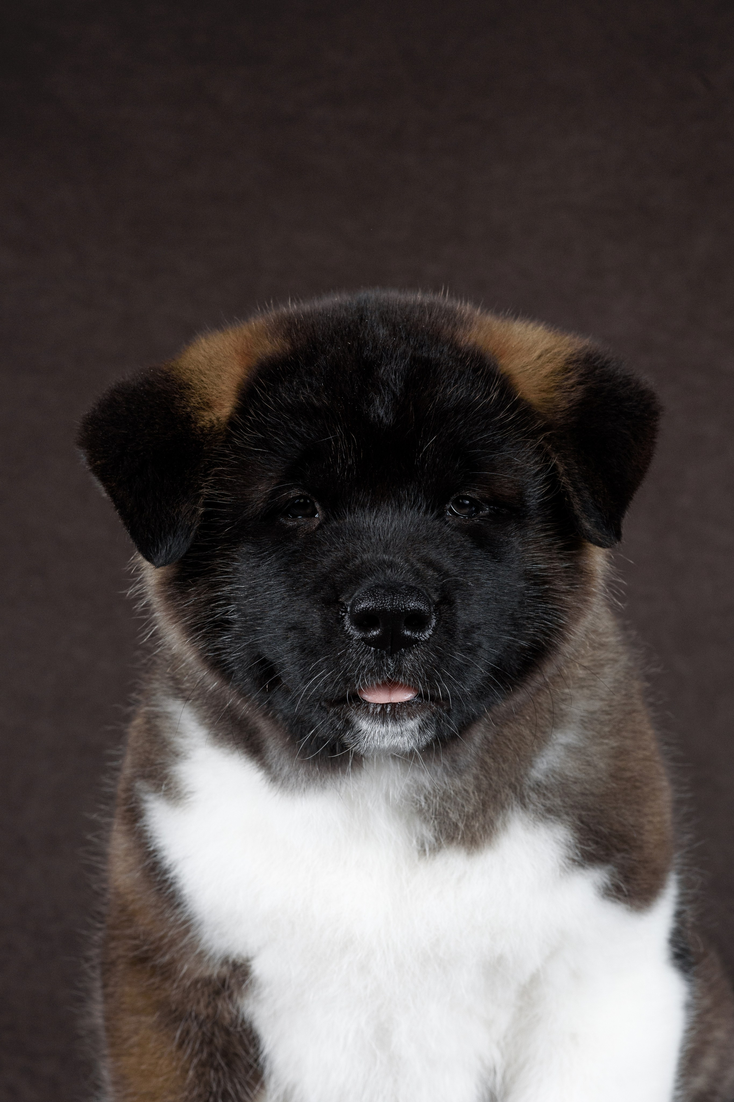 Щенки Американской Акиты (GRAND AMAK) Цезарь и Ника — 15.03.2024. Фотограф — Анималист | Анна Абрамова