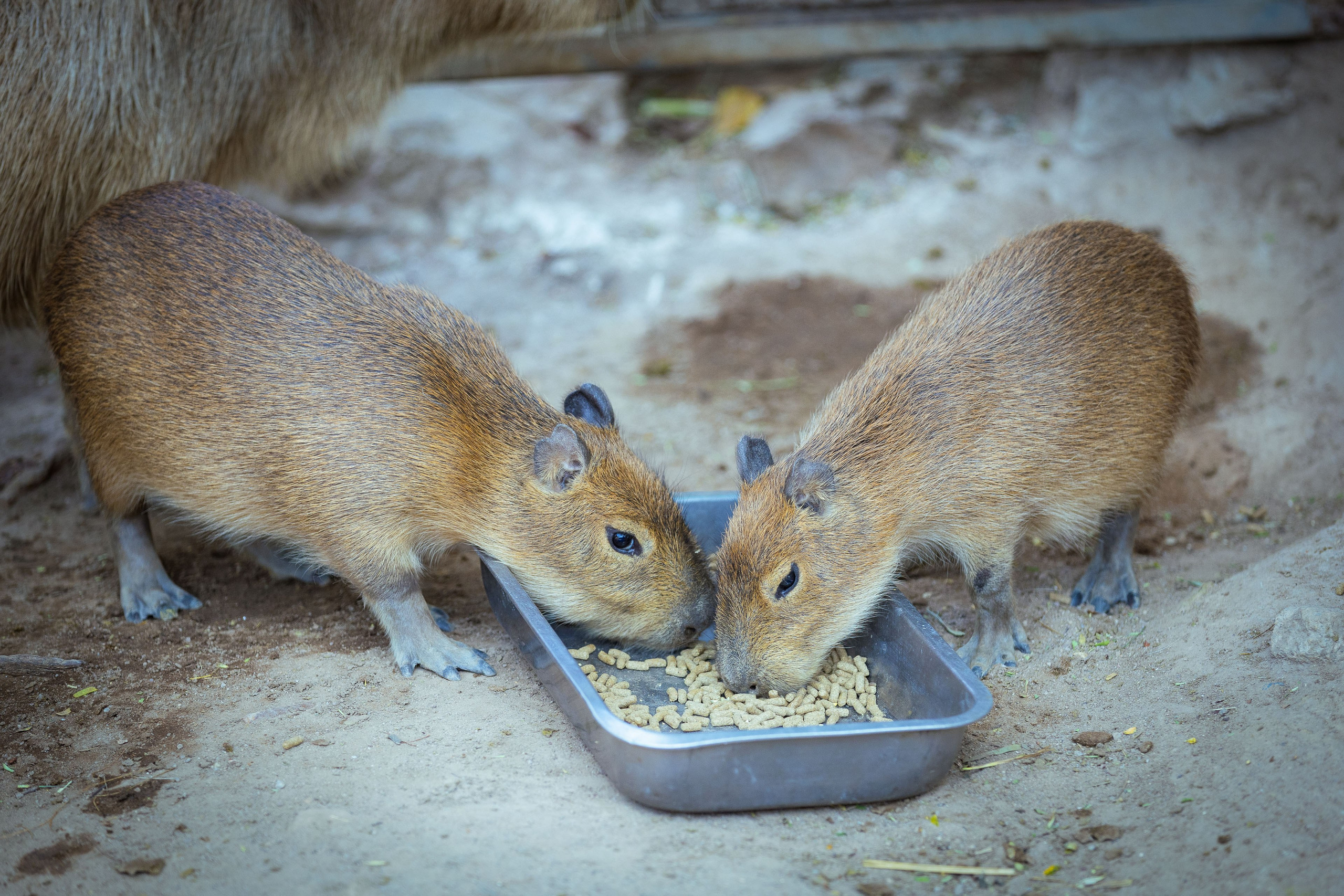 Таиланд (зима 2025). Фотограф Виноградов Константин