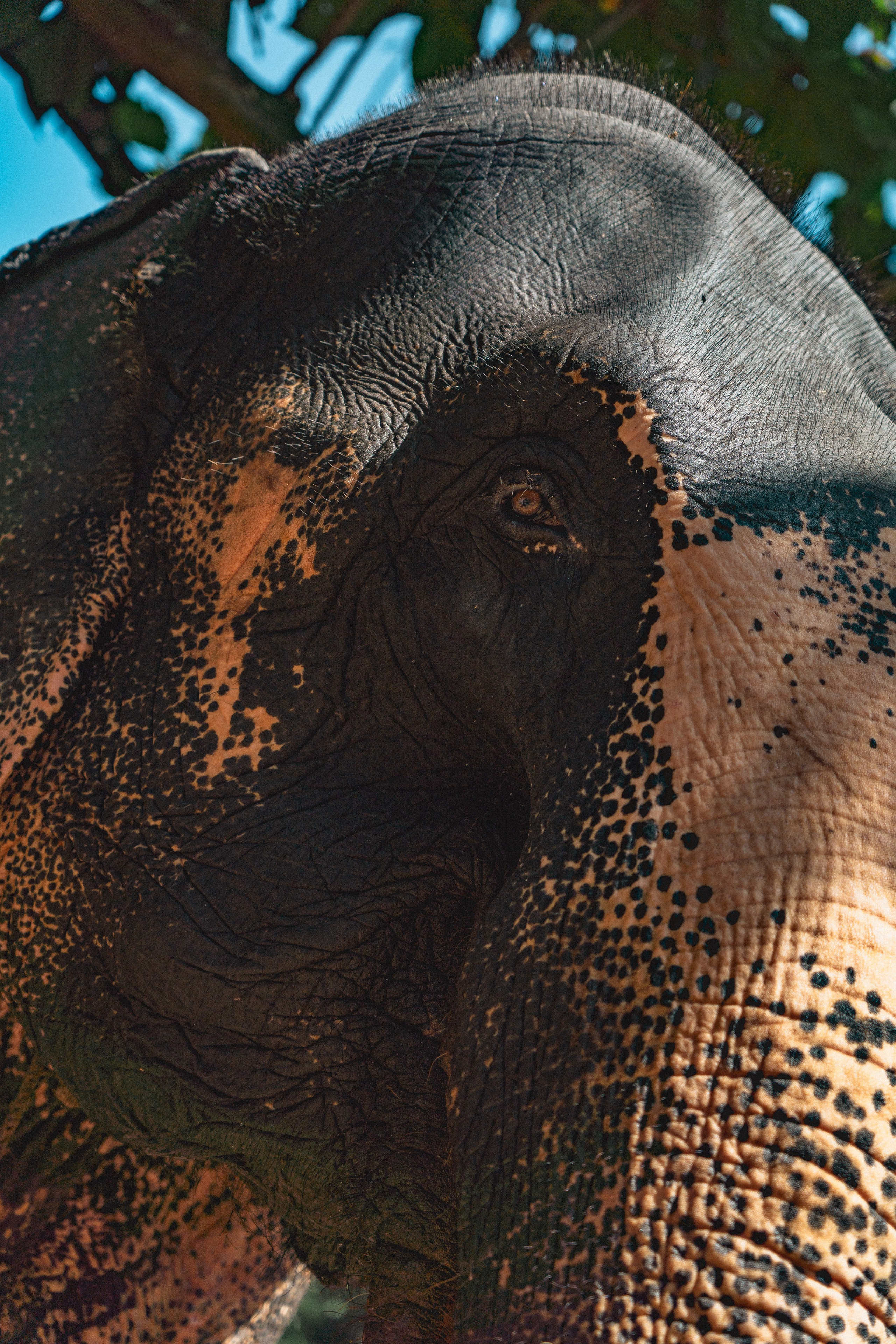 Bathing with elephants in Pinnawala, Botanical Garden
