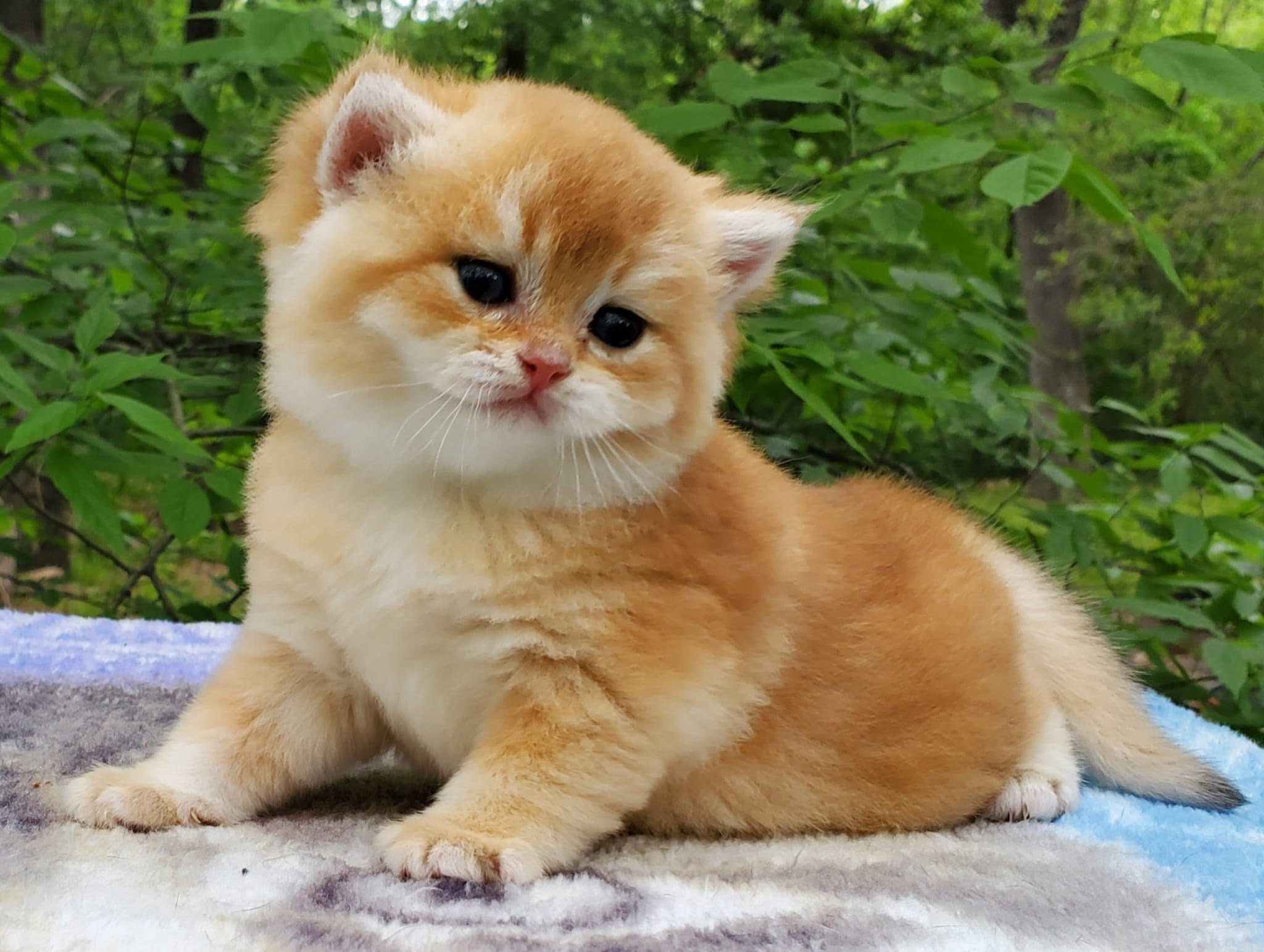 Patisson, male, DB-03.31.25, sold. British shorhair Cats