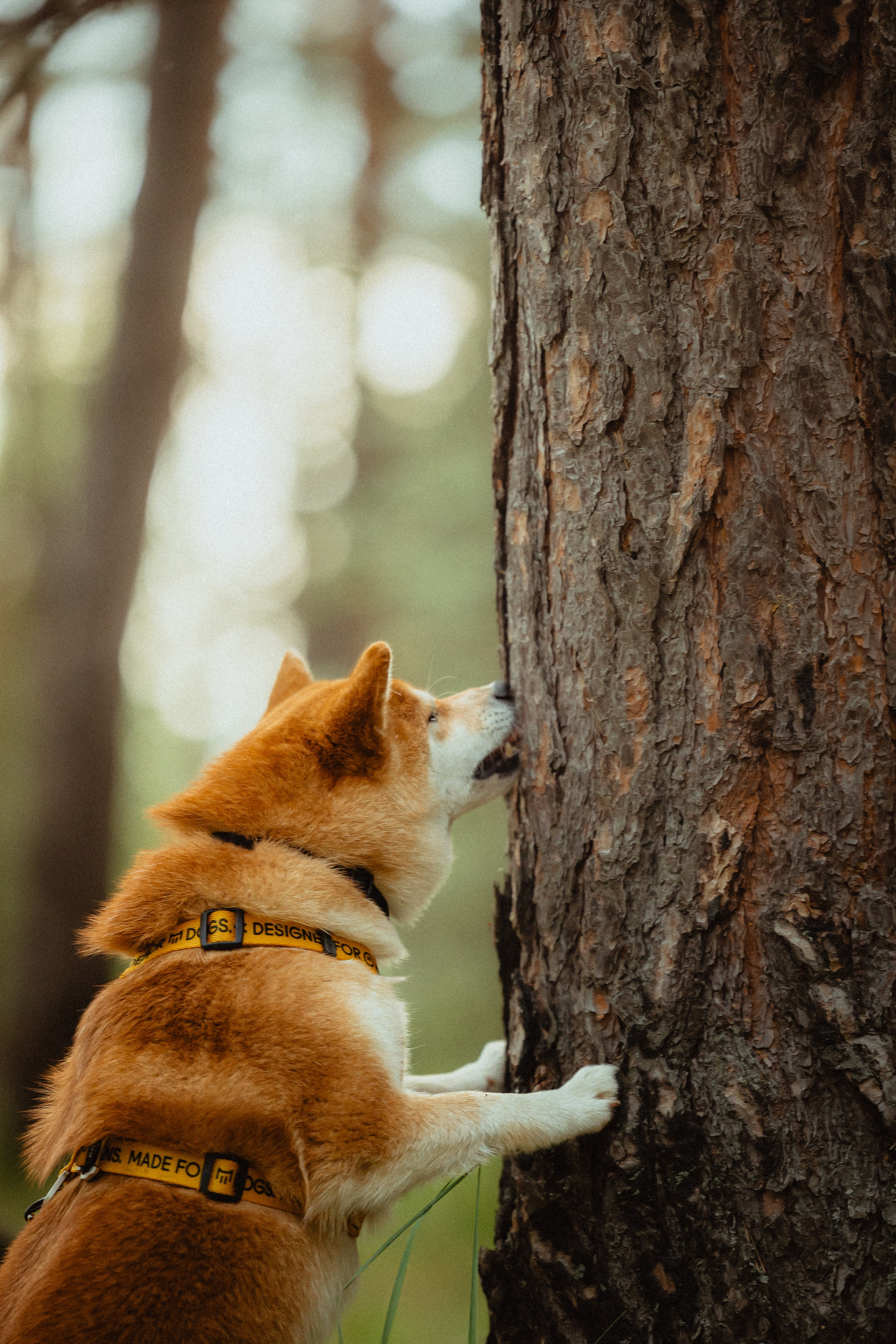 Выездной дог-тренинг от школы «Шерсть имею»