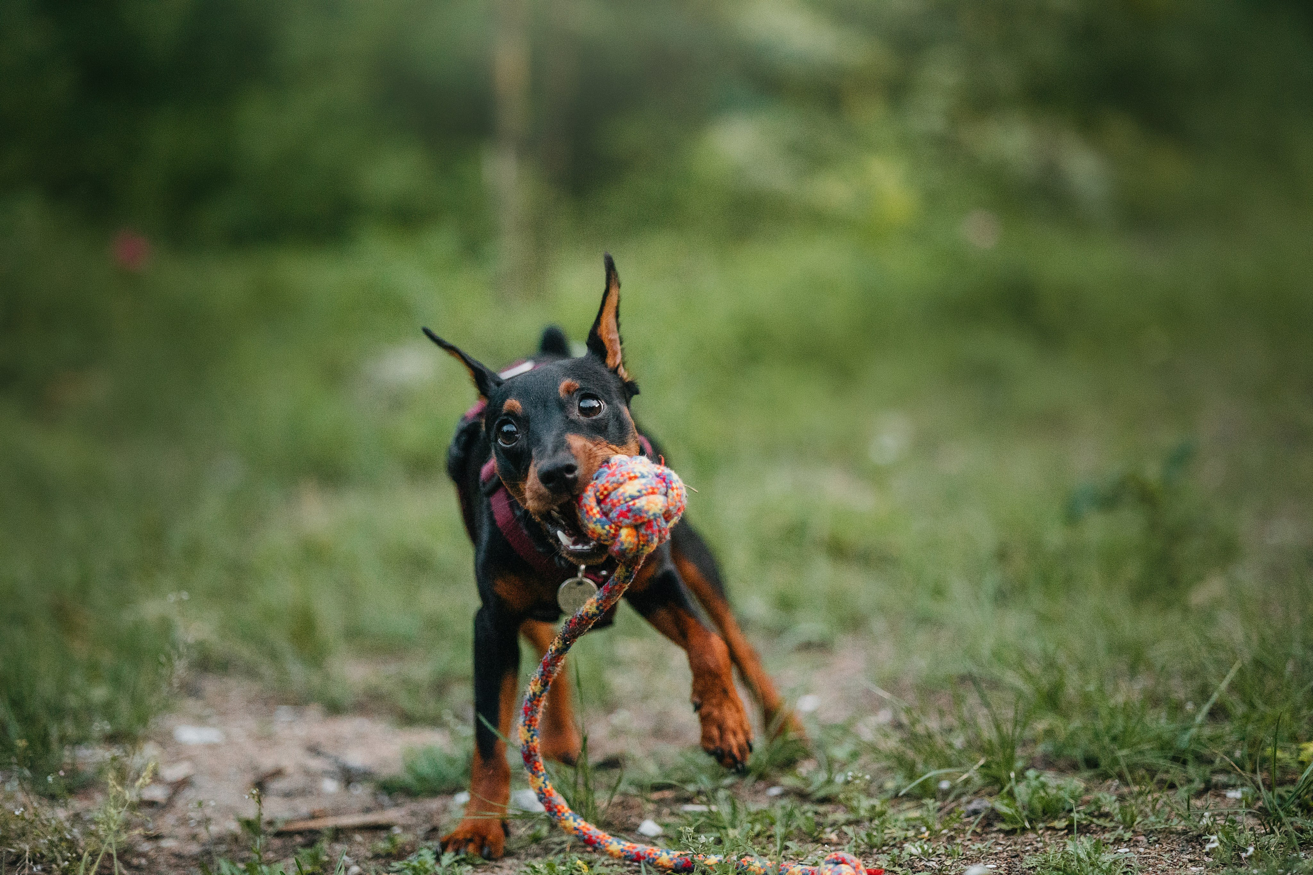 Сириус и его семья. Фотограф — Анималист | Санкт-Петербург
