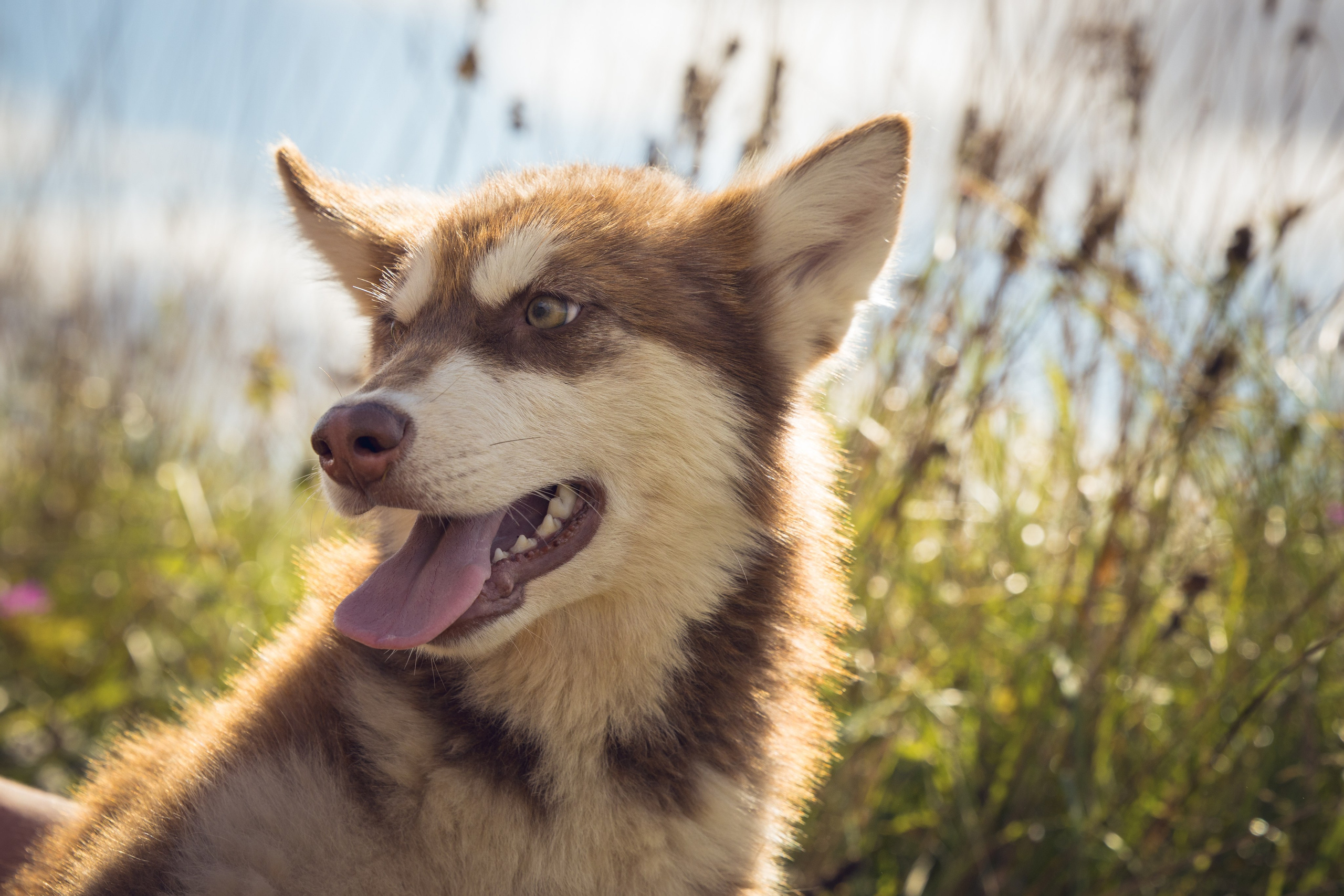 В питомнике. Виктория Михайловская. Фотограф-анималист. Москва