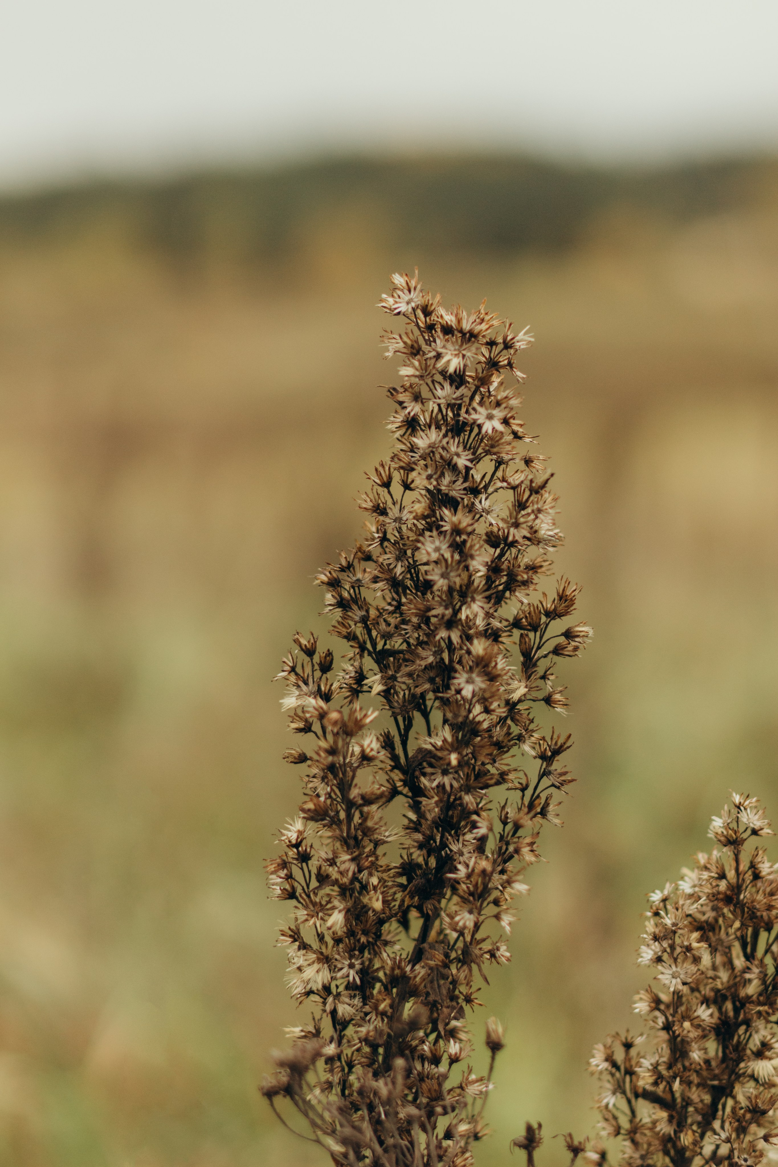 Есения и Скай. Семейный и детский фотограф в Санкт-Петербурге — Лаврова Ольга