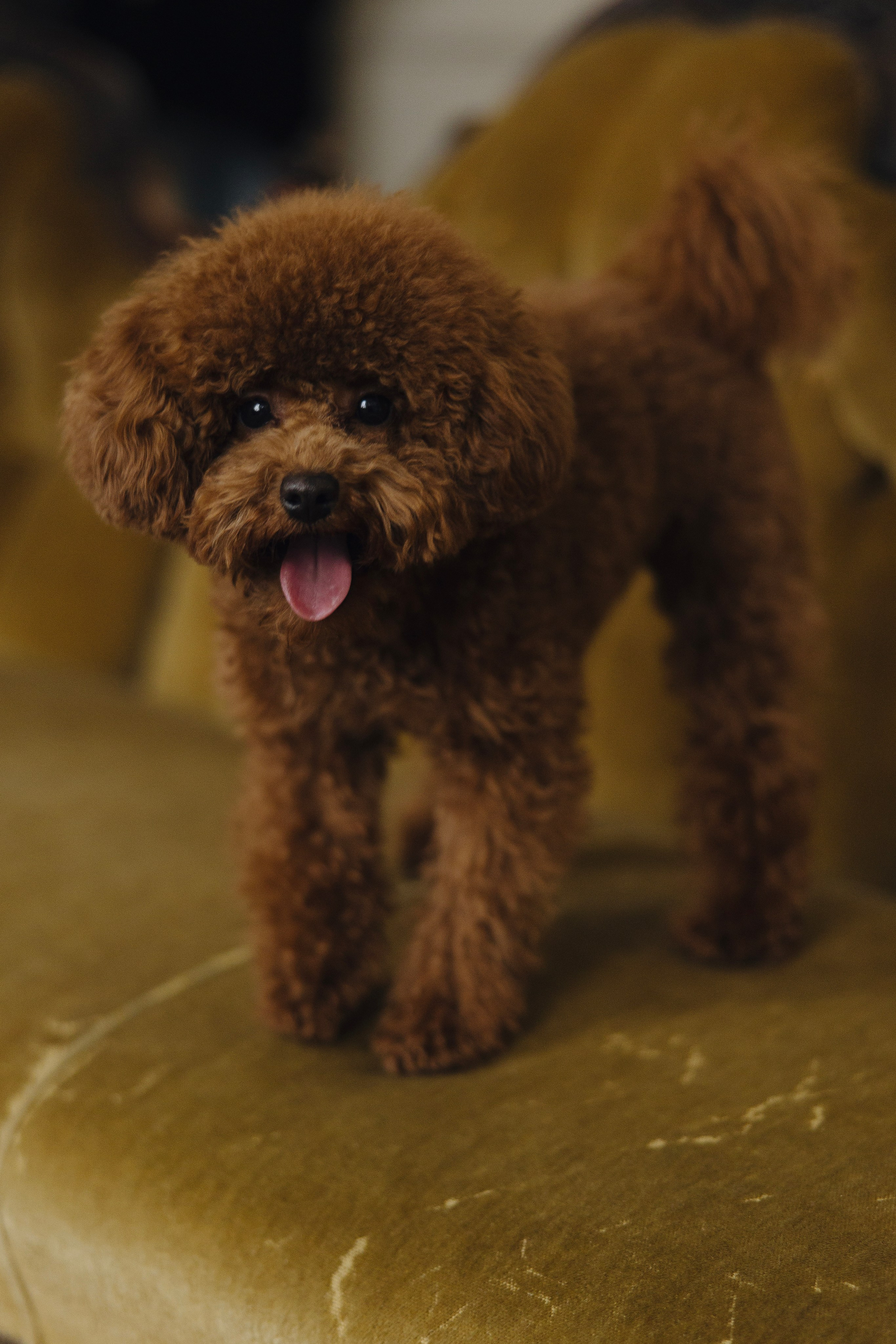 Андрей и Анастасия. Свадебный фотограф Курск Максим Ноздрачев