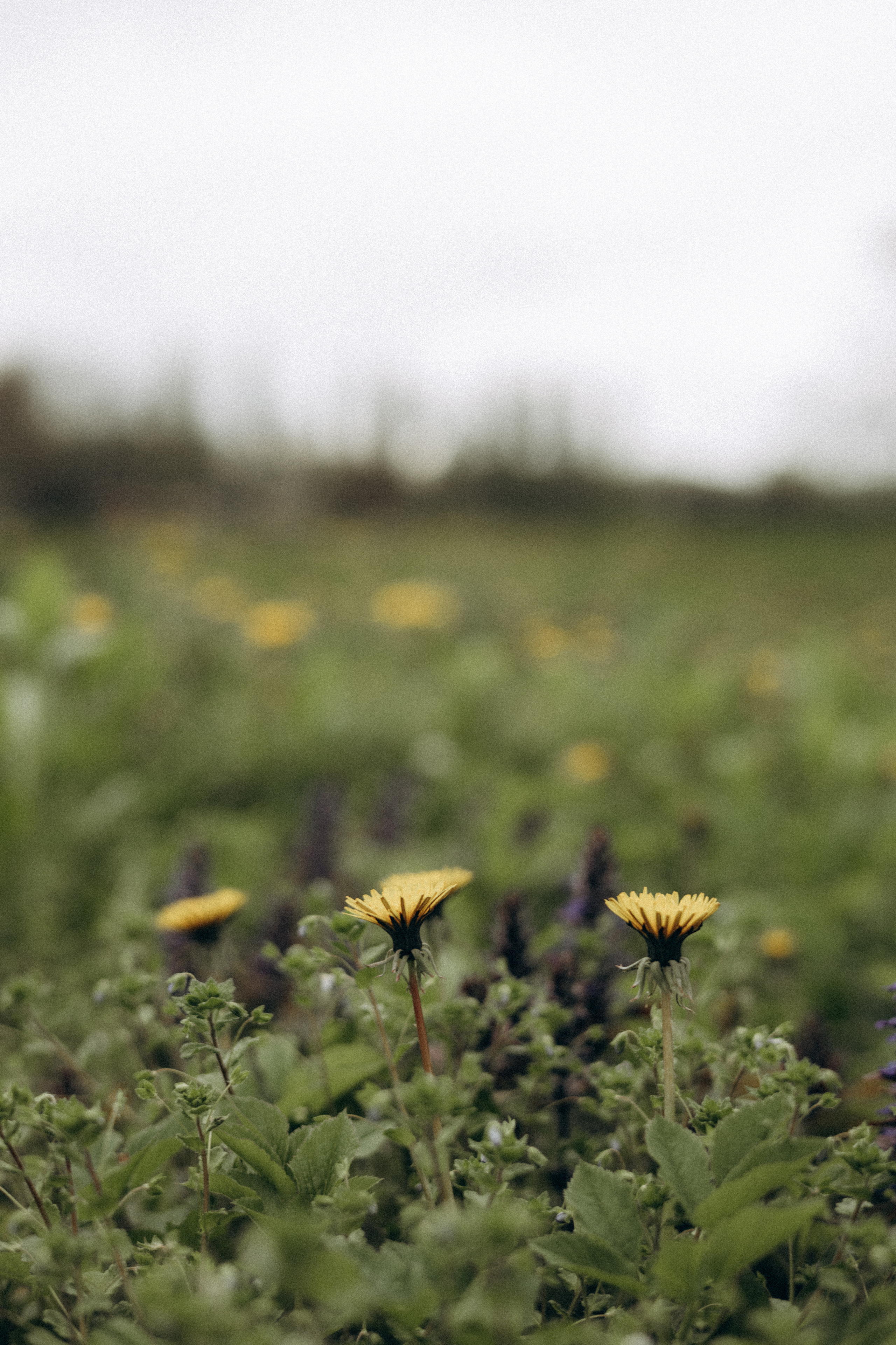 LOVE STORY (Арина и Сослан). Photographer — Regina Sal’manova. Uray