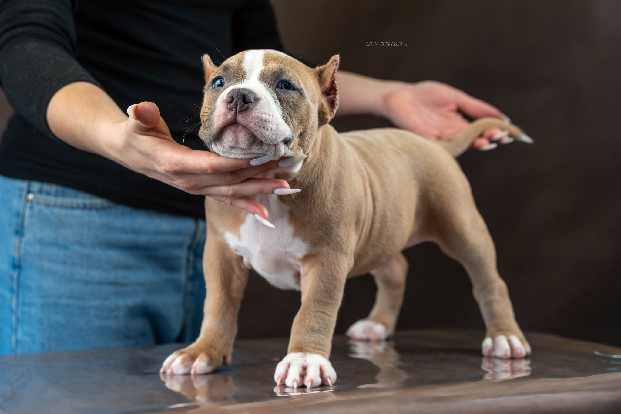 Американский булли!. Фотограф 📸 анималист, предметный, репортажный