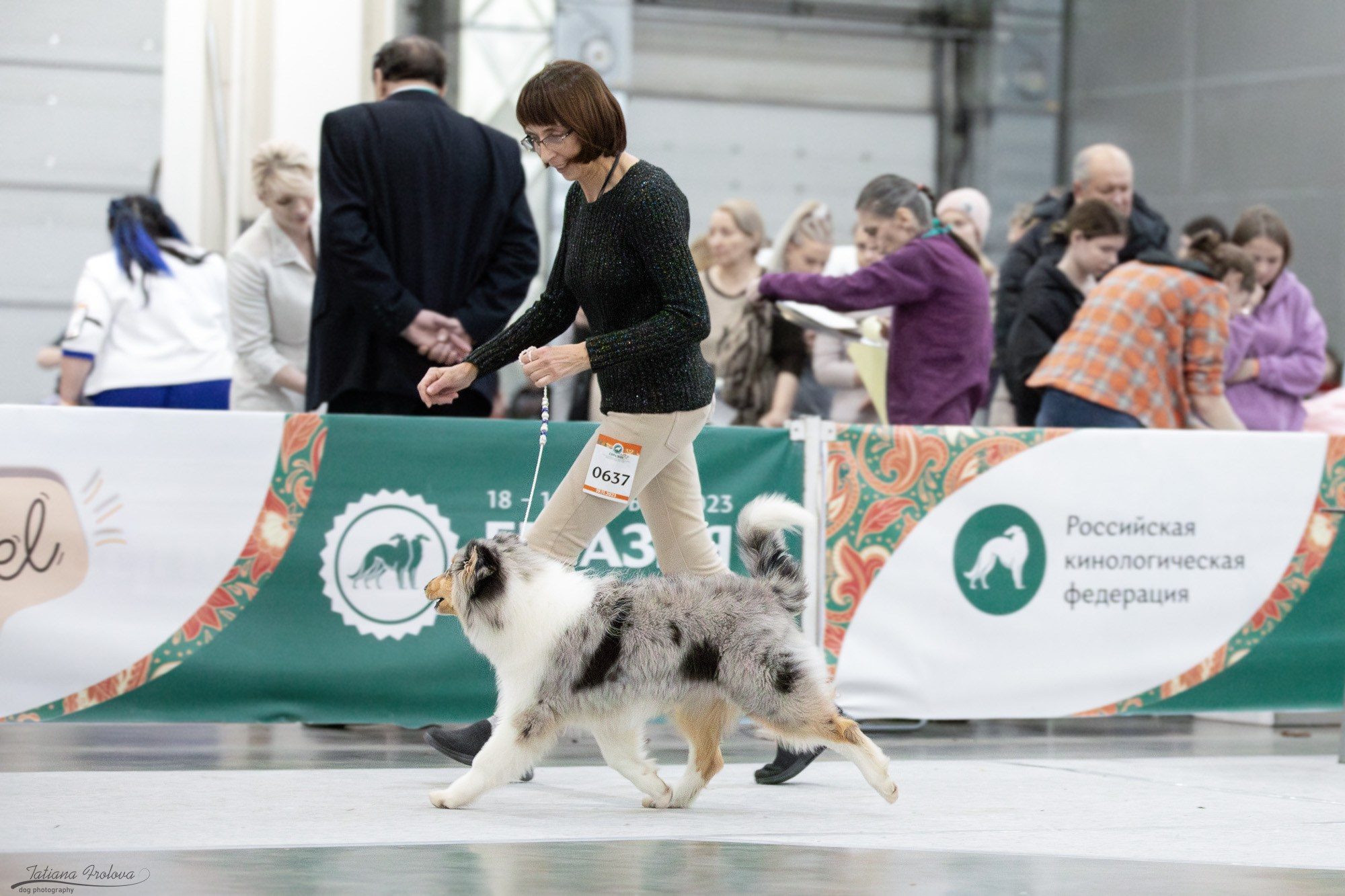 Съёмка в ринге на Евразии, России. Фотограф-анималист в Москве и Московской области Татьяна Фролова