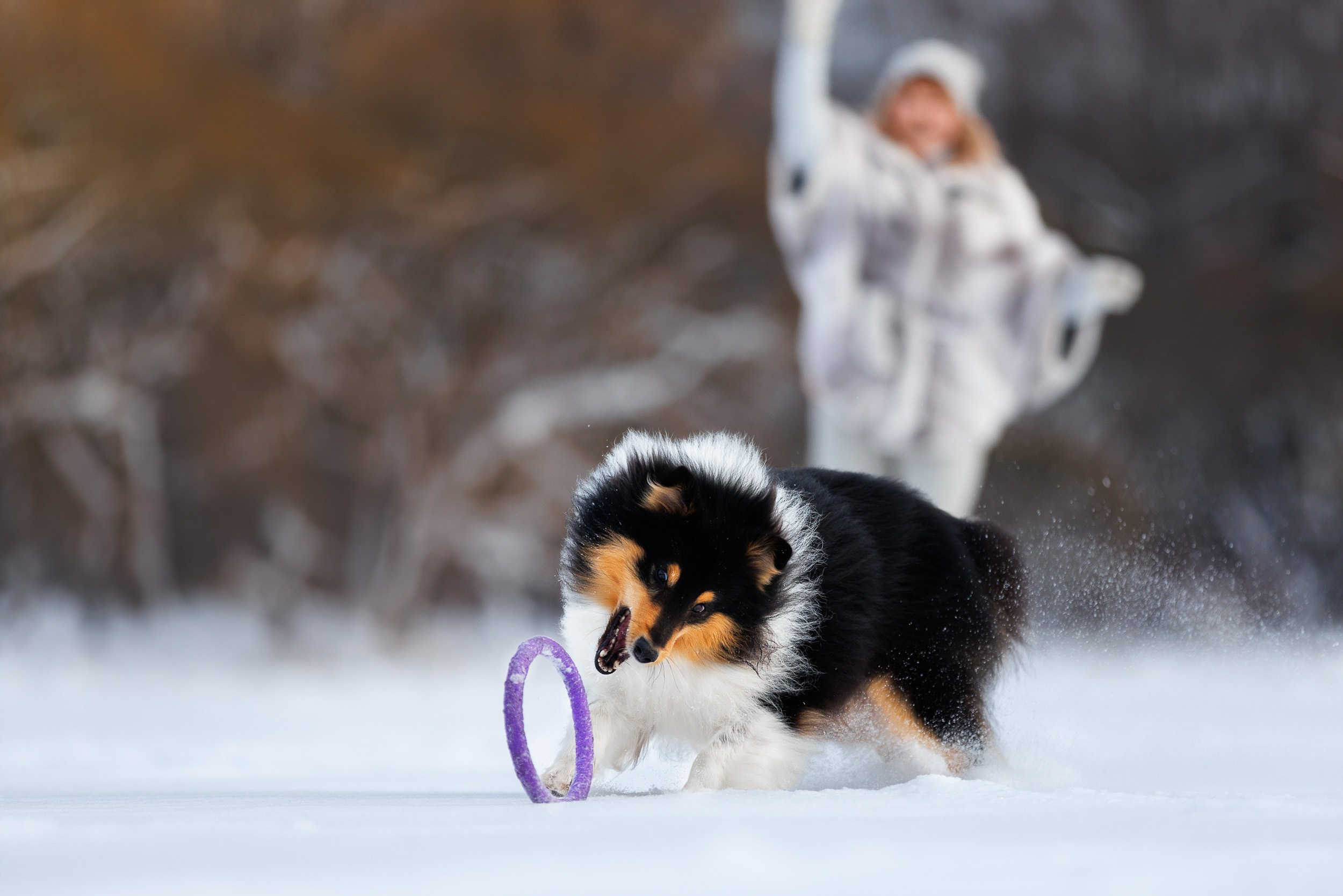 Марик и Дэн. Фотограф-анималист в Москве и Московской области Татьяна Фролова