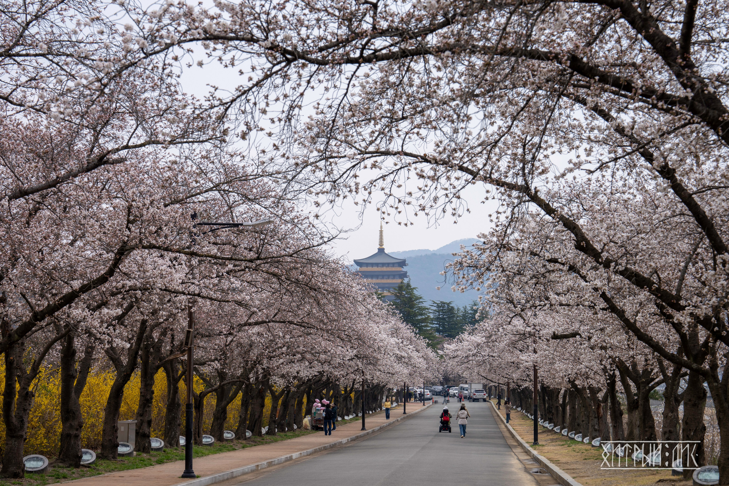 Южная Корея. Фотограф-путешественник Самойлов Максим «Sly Fox»