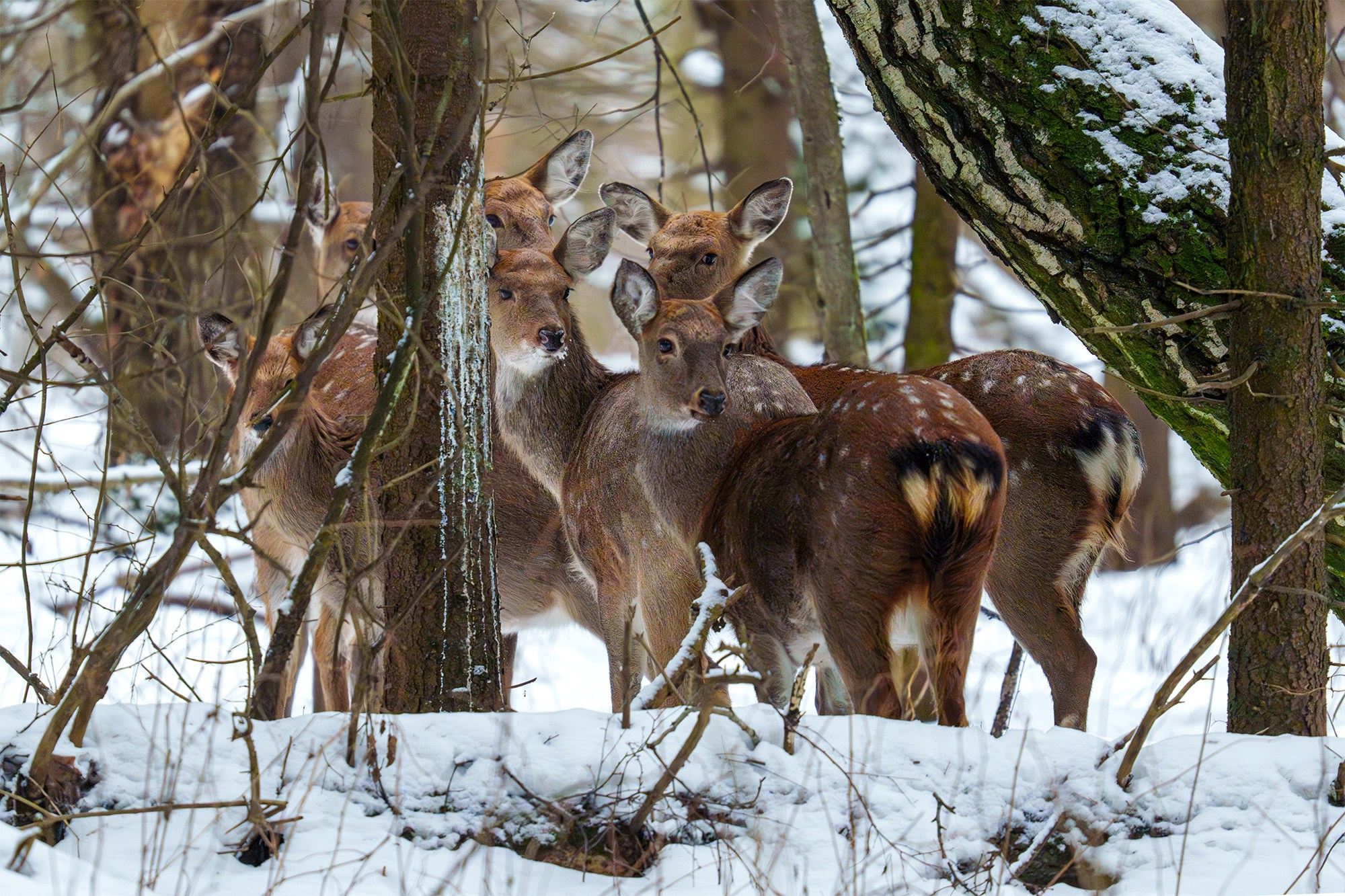 Животные. Ваш личный фотограф Марина Волкова