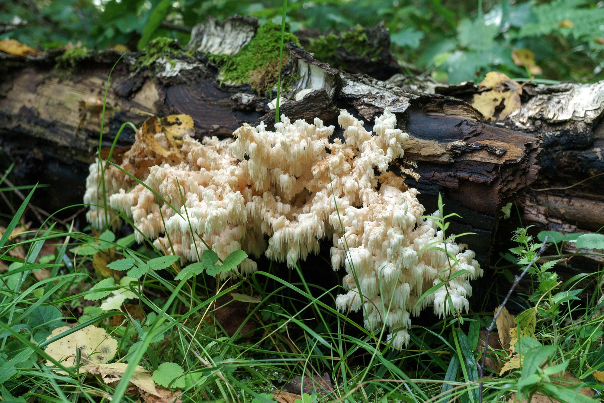 Макросъёмка. Ваш личный фотограф Марина Волкова