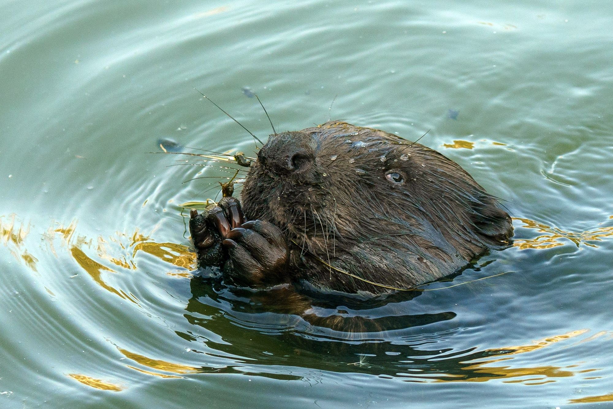 Животные. Ваш личный фотограф Марина Волкова