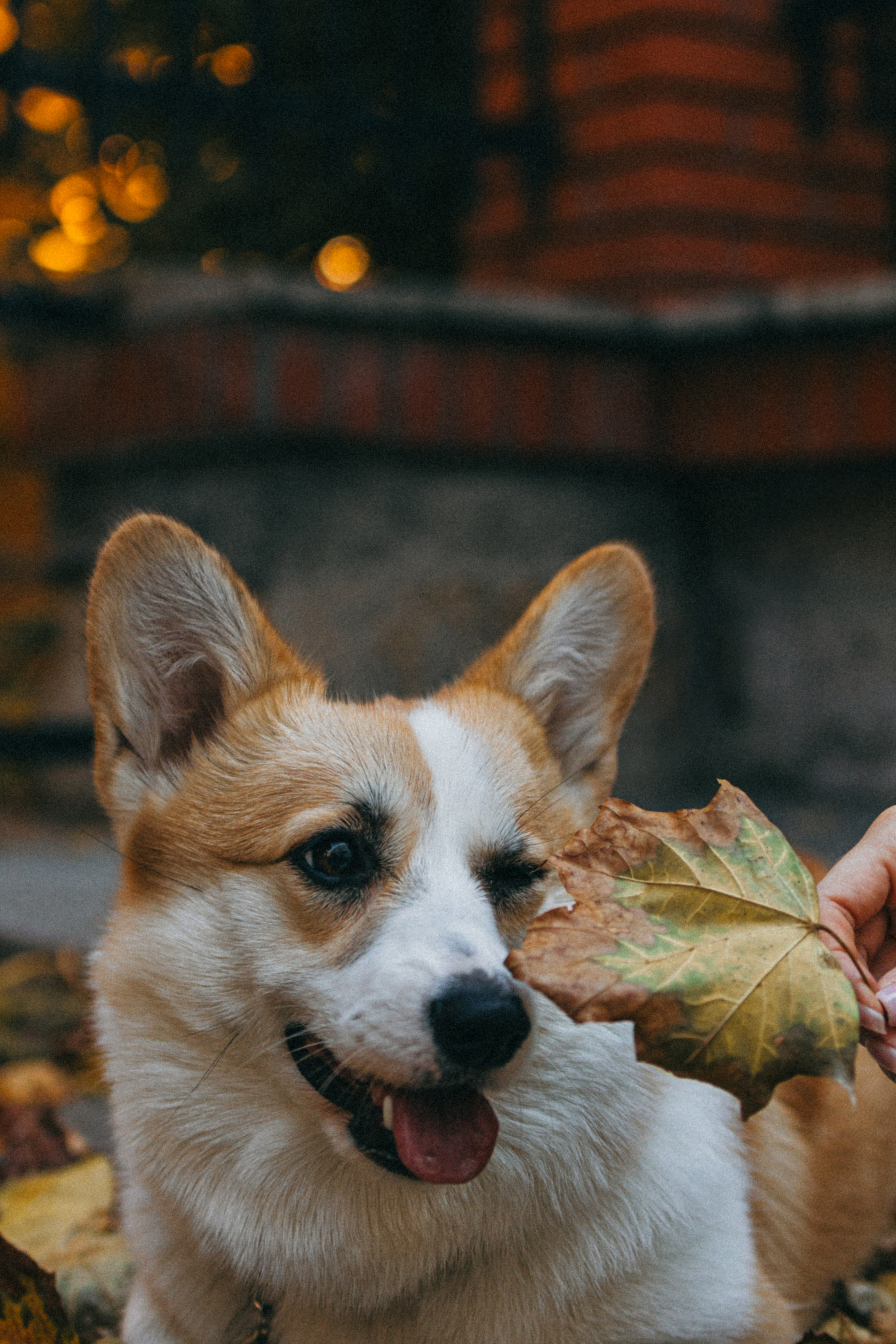 Даша, Рома и Лесли. Фотораф — анималист Мария Шистка