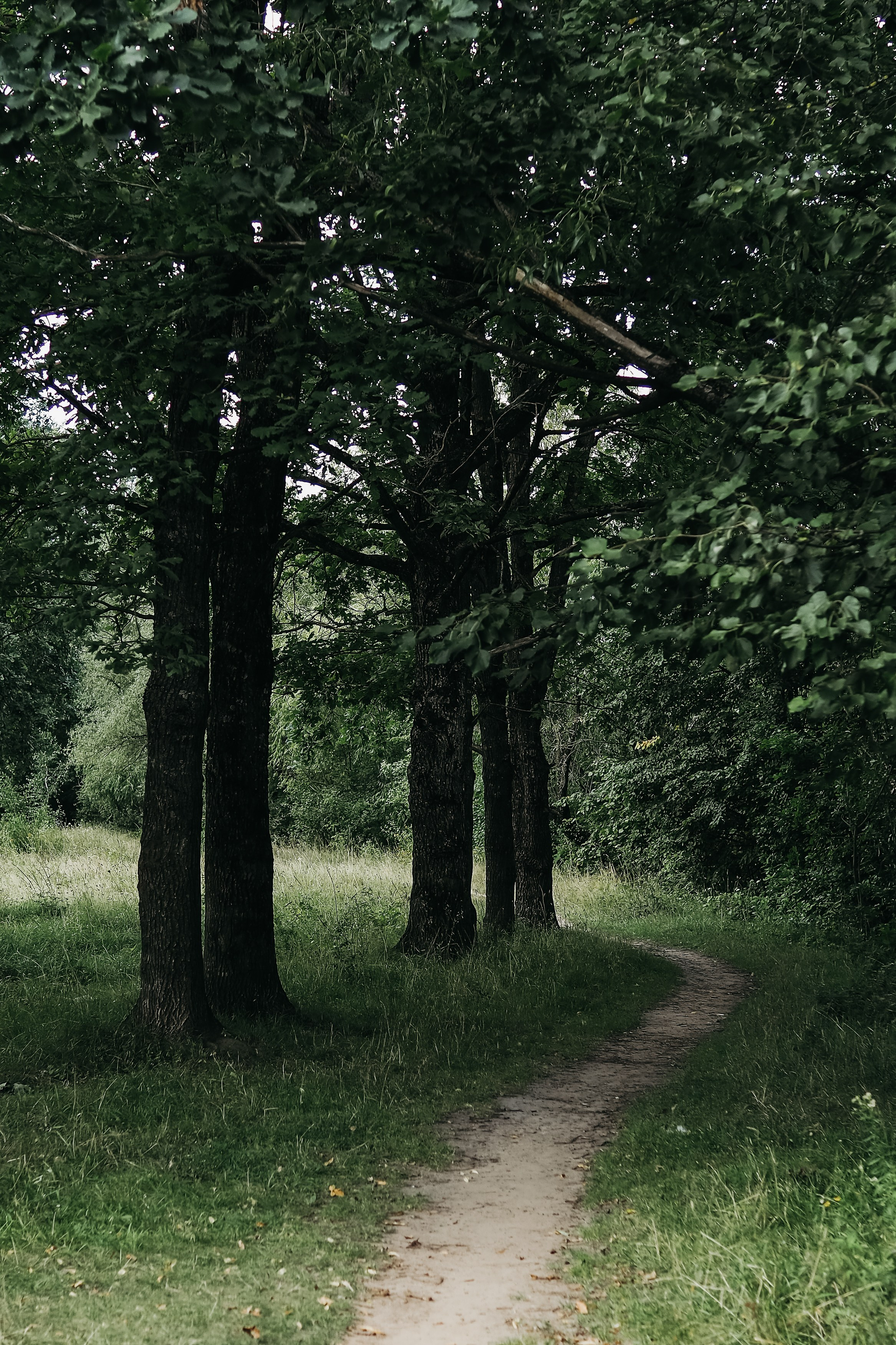 Роща на Мининской улице. Фотограф Павлова Светлана / Брянск /