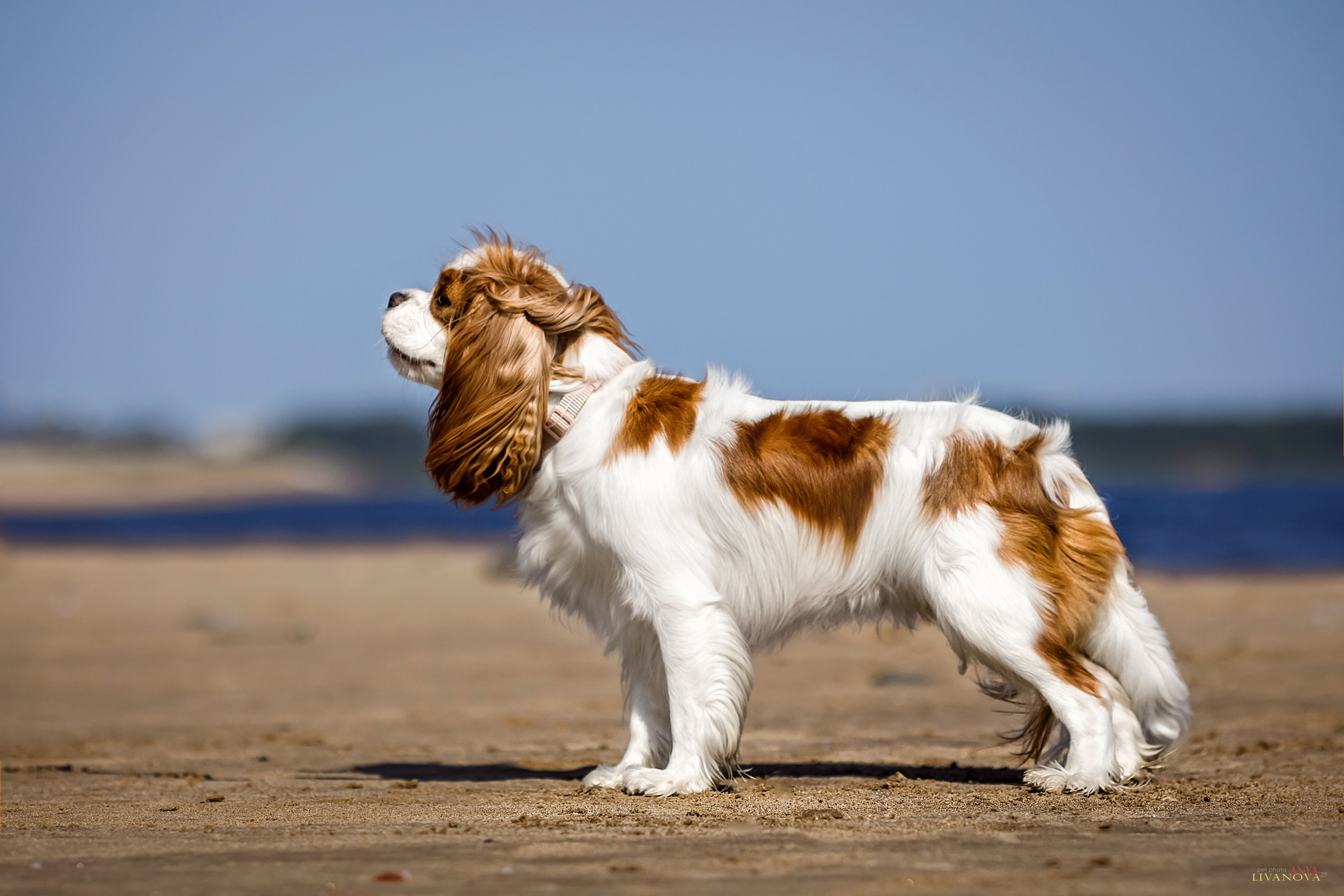 Аня и Миля. Фотограф анималист Аня Ливанова | Рыбинск