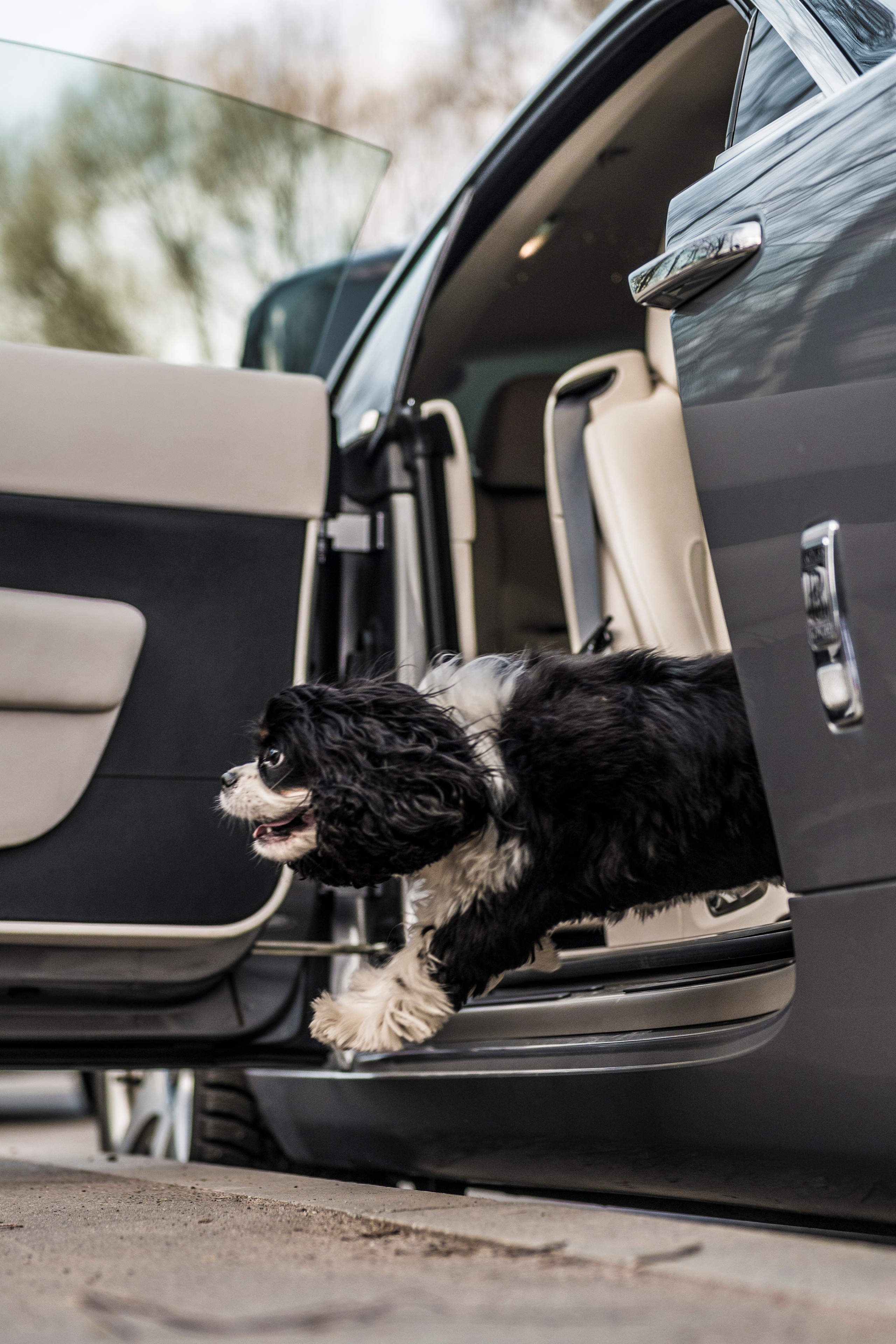 DOGIGO на прогулке. Фотограф анималист в Санкт-Петербурге Таша Крейв