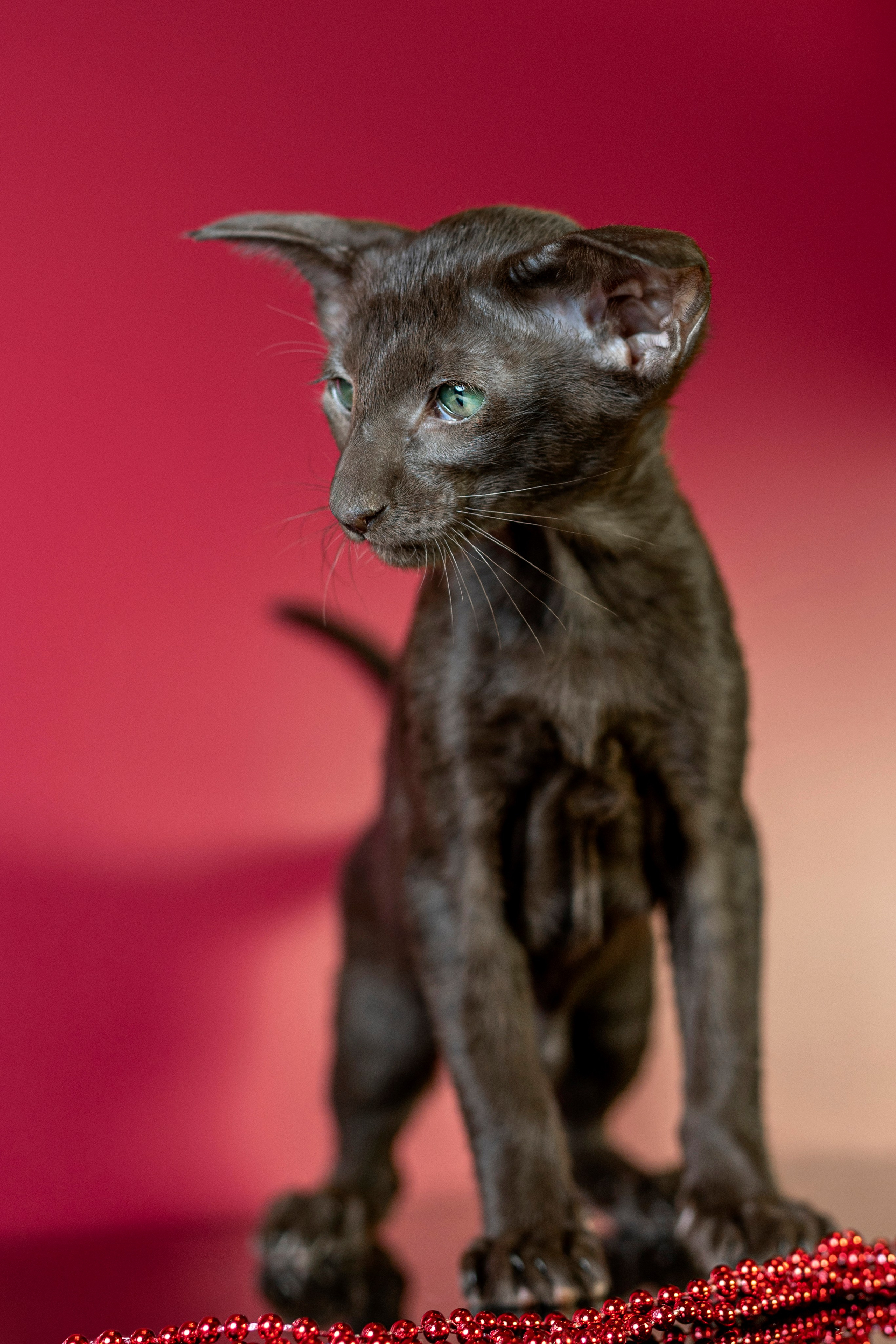 Божественные Ориенталы. Фотограф анималист в Санкт-Петербурге Таша Крейв