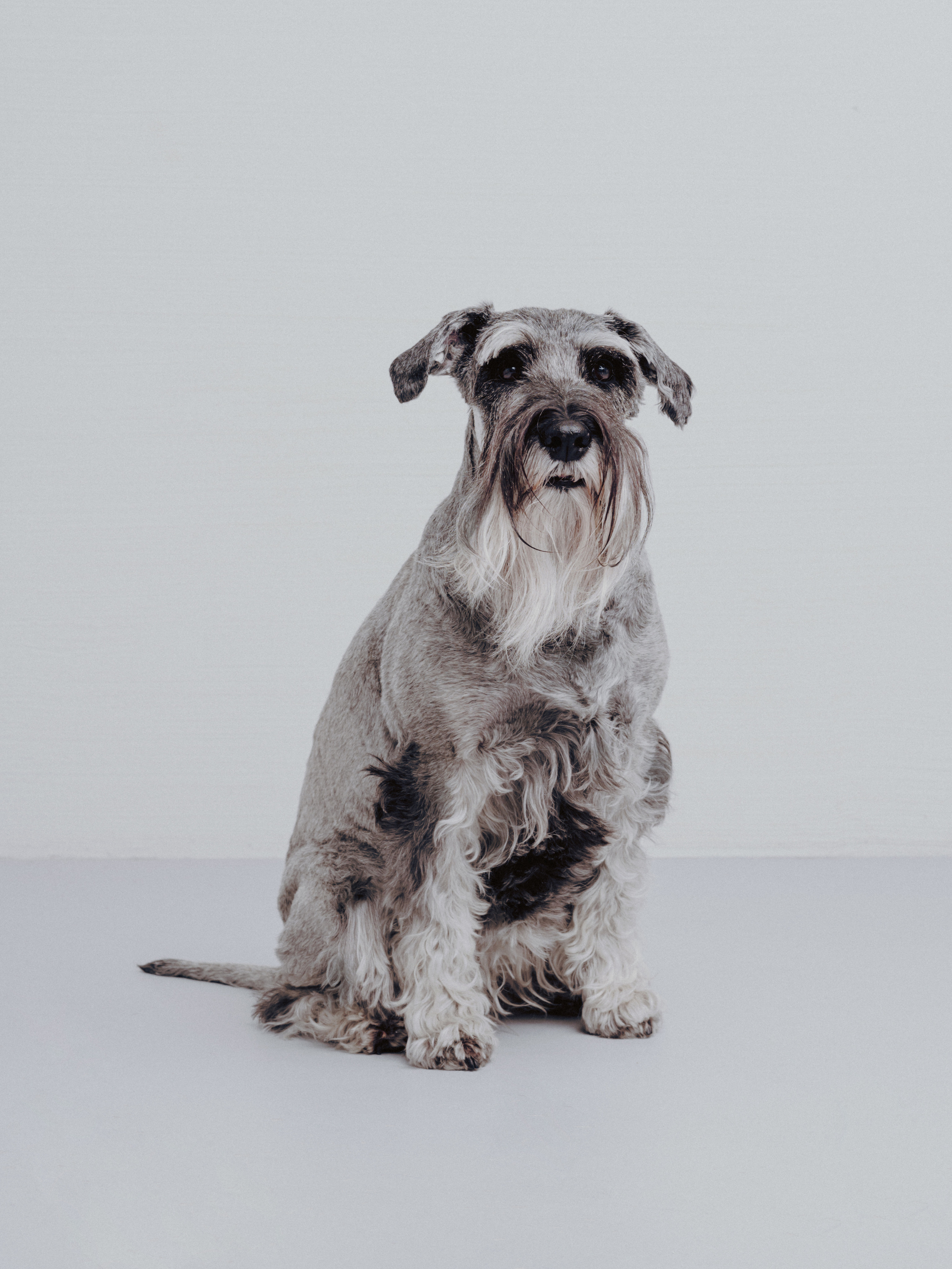 Тоша, Яшма, Наташа и Ариша. Фотограф- анималист Александра Матвеева