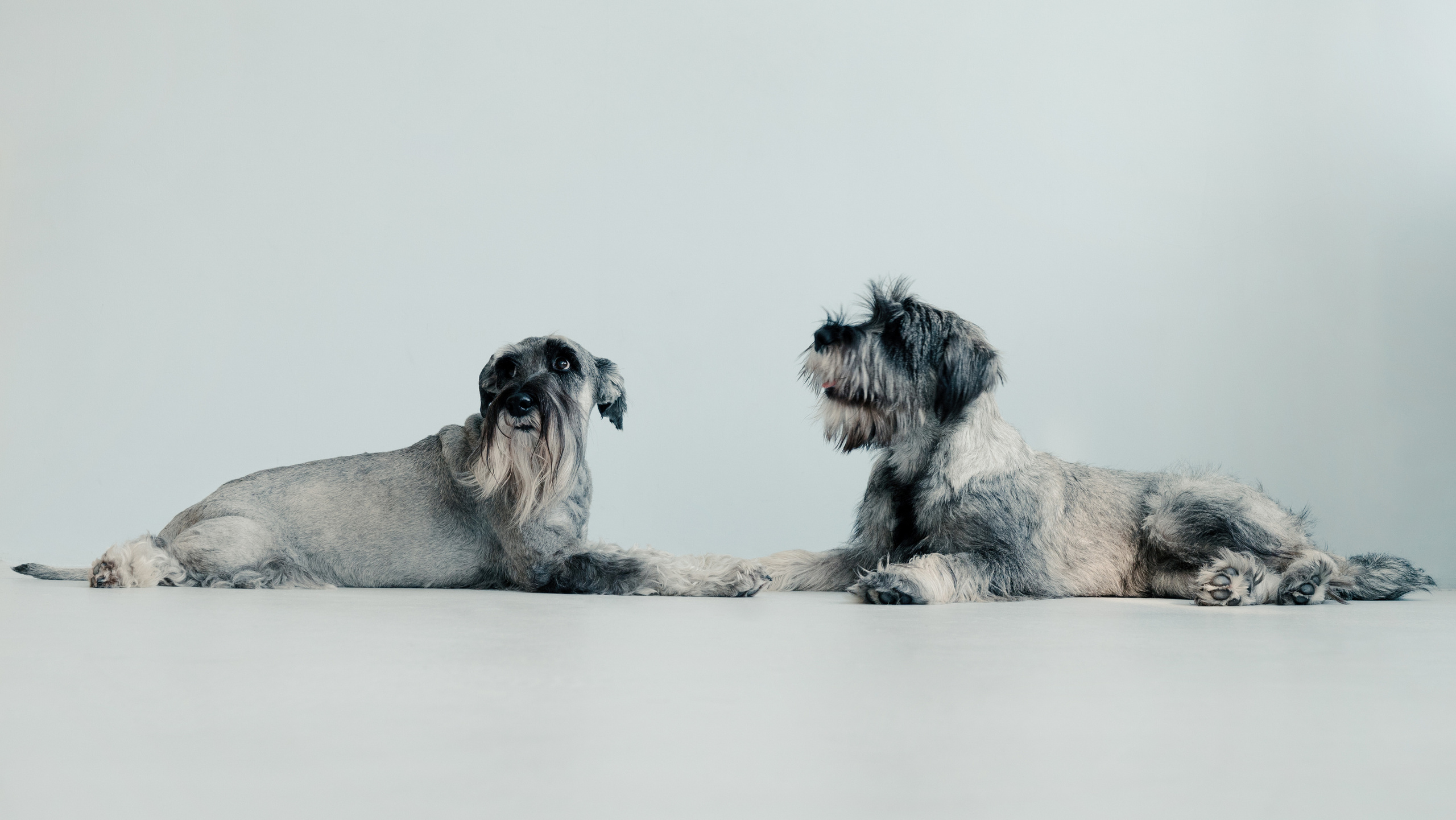 Тоша, Яшма, Наташа и Ариша. Фотограф- анималист Александра Матвеева