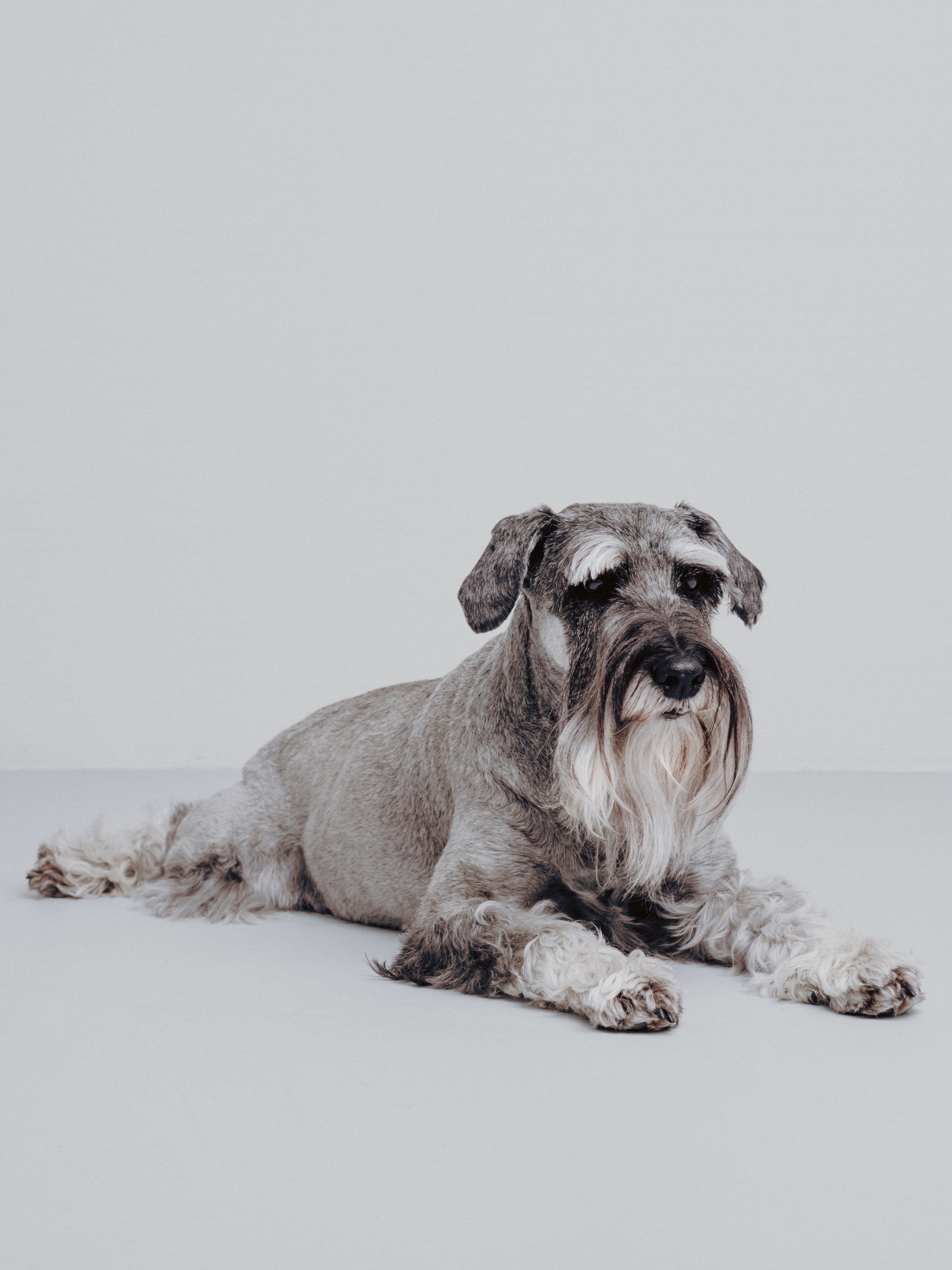 Тоша, Яшма, Наташа и Ариша. Фотограф- анималист Александра Матвеева